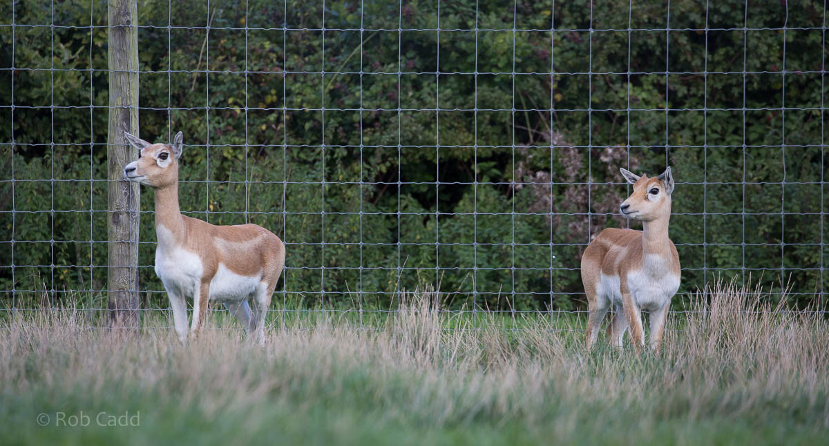 Blackbuck : Axe Valley : 22 Sep 2015