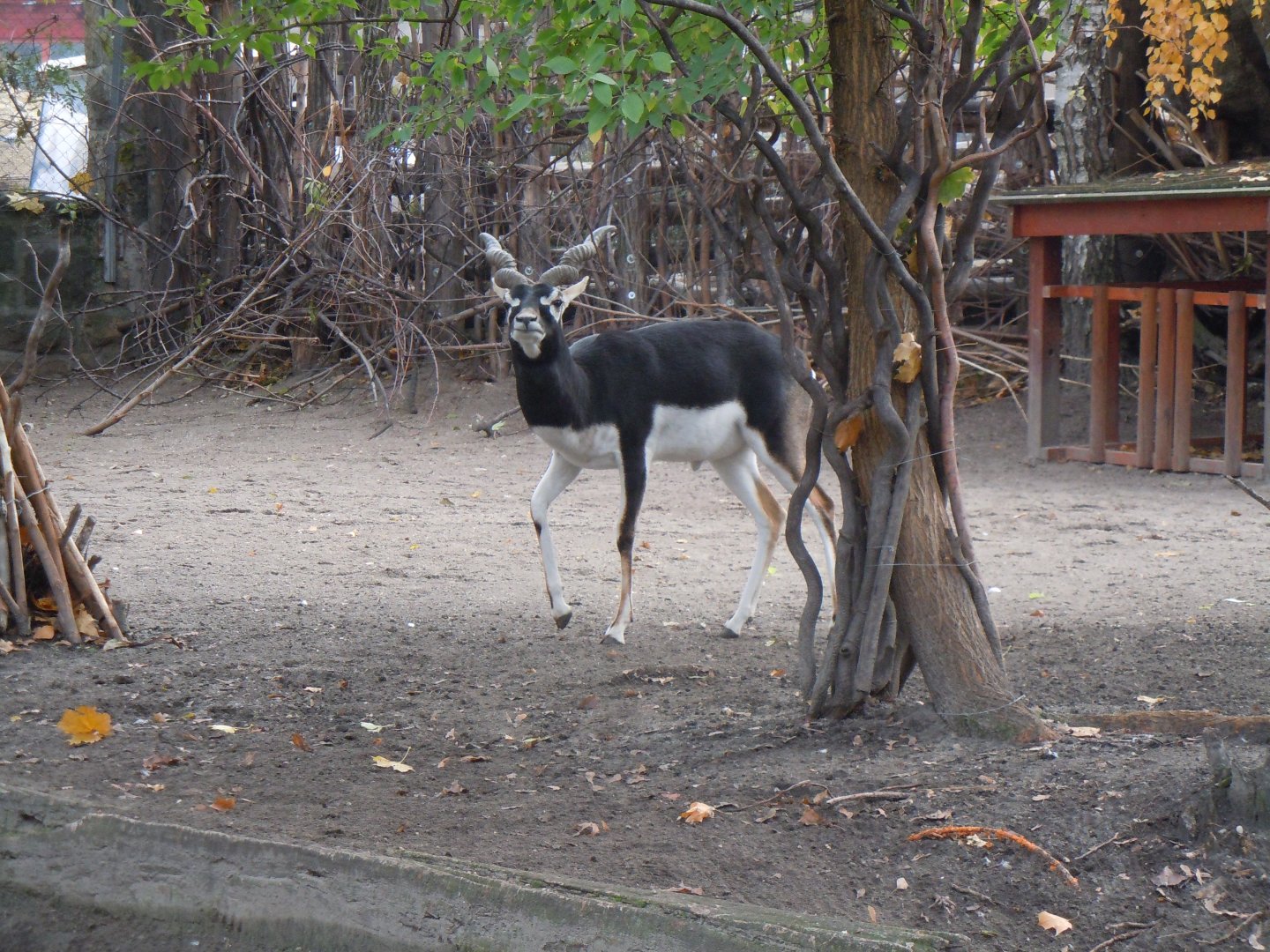 Blackbuck - Budapest Zoo November 2017