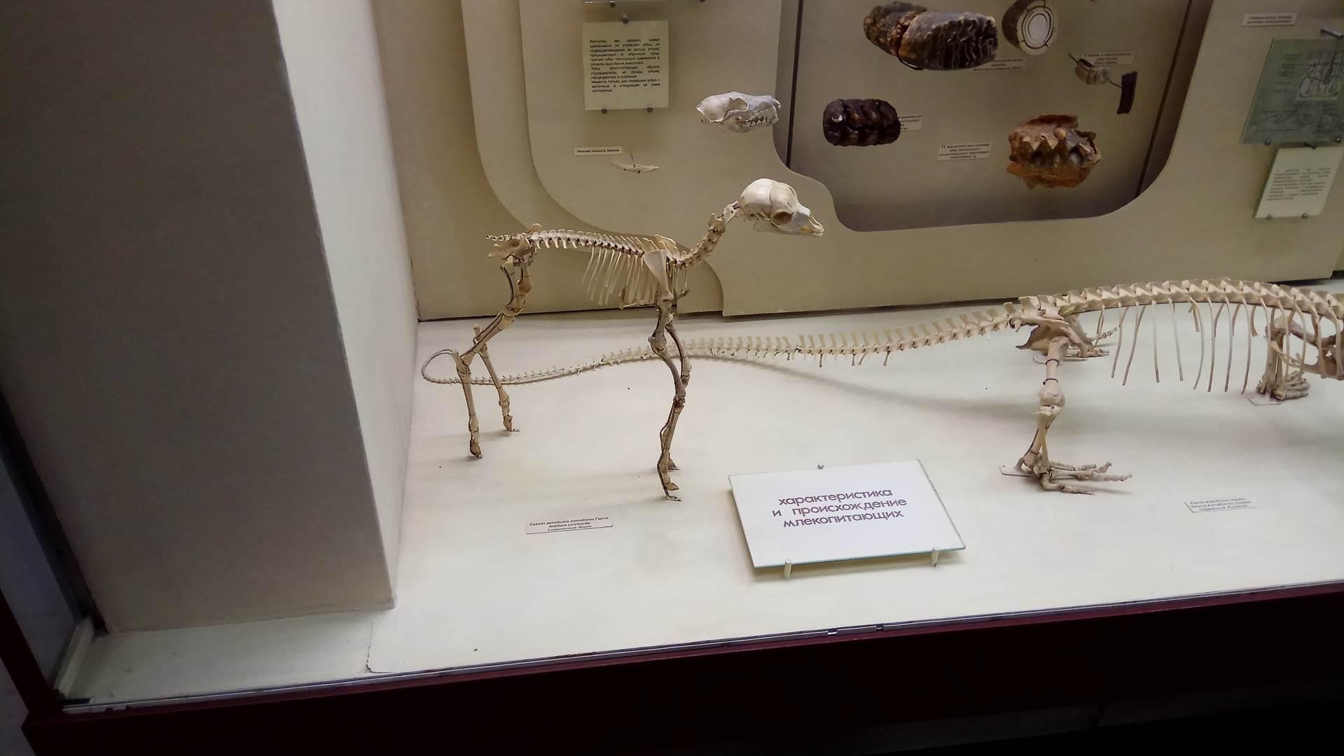 Blackbuck calf skeleton