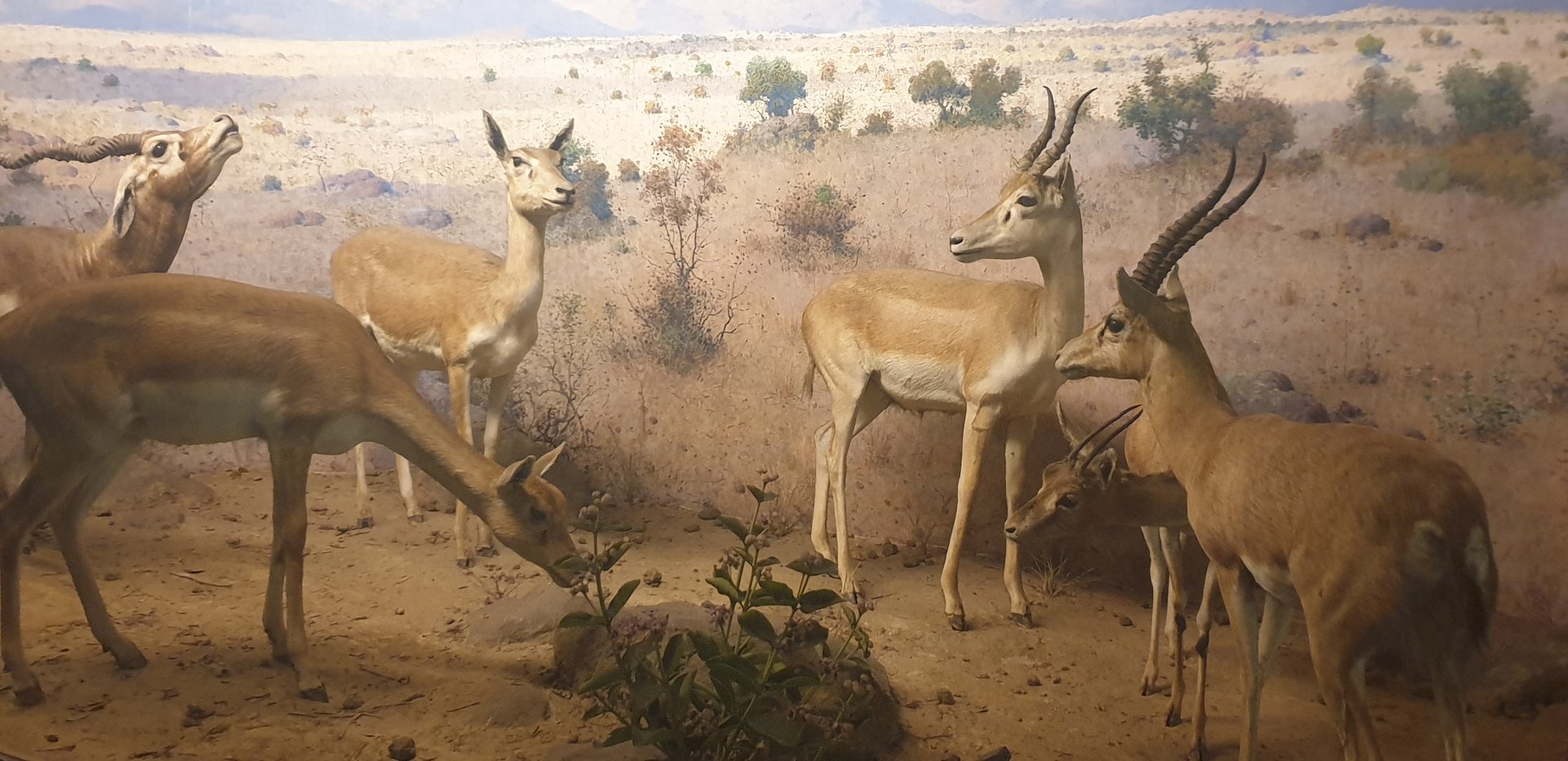 Blackbuck & Chinkara