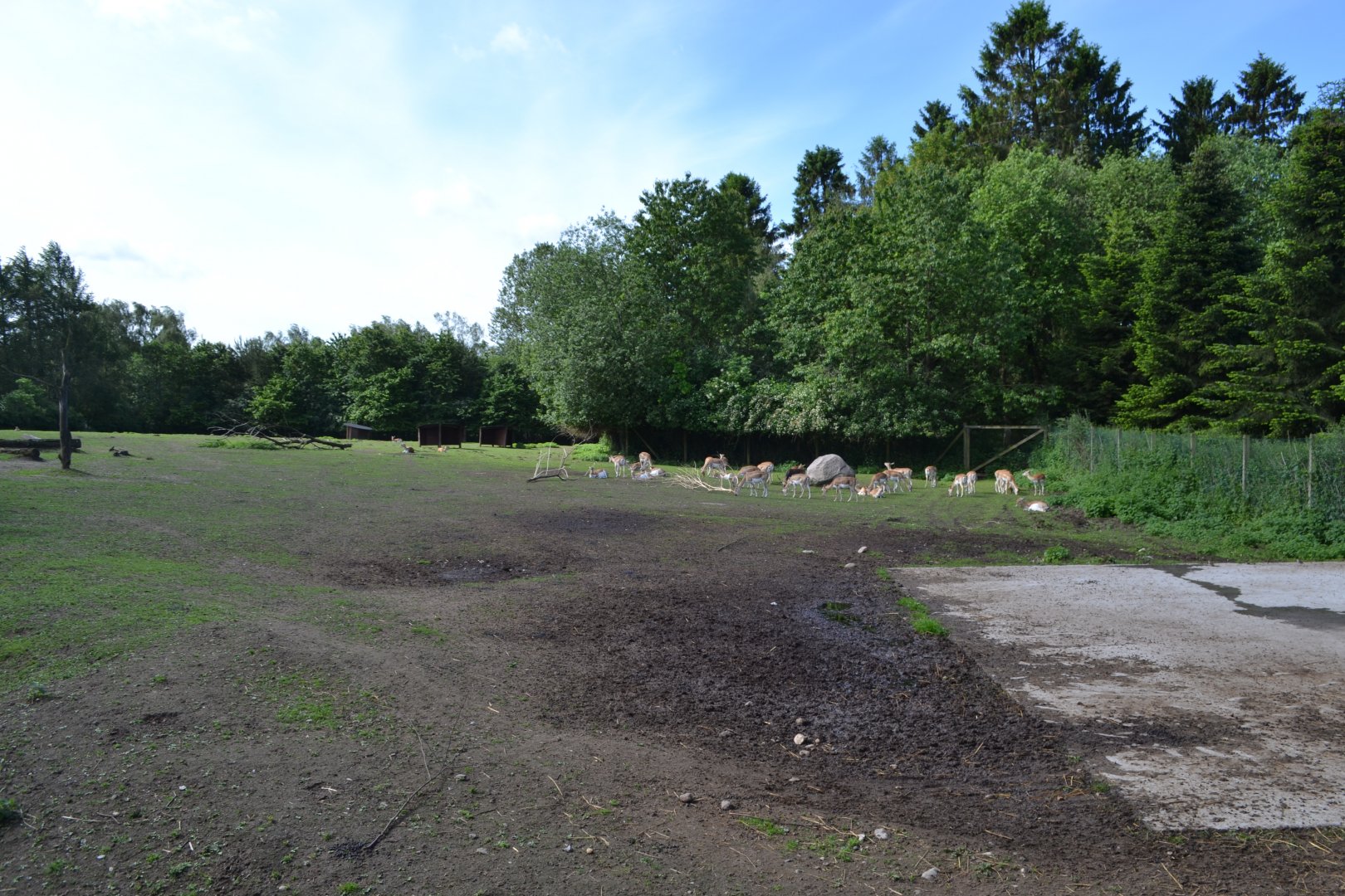 Blackbuck-enclosure in Givskud Zoo