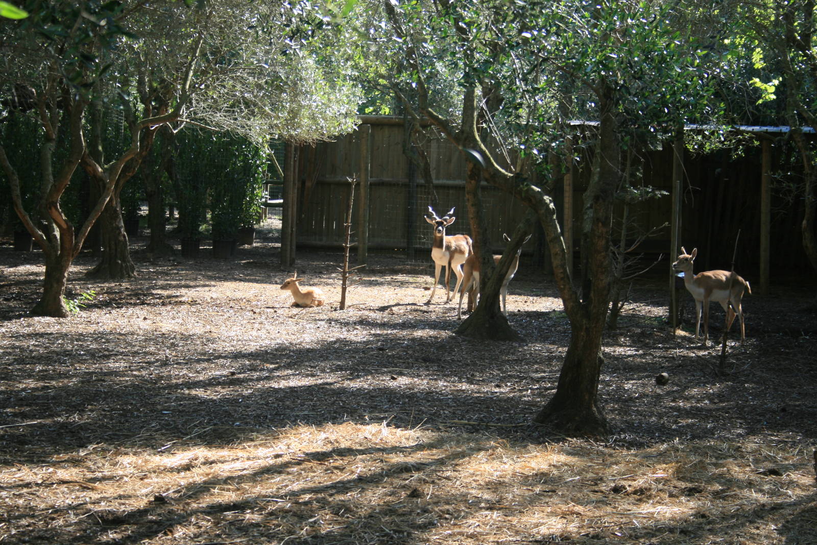 blackbuck enclosure