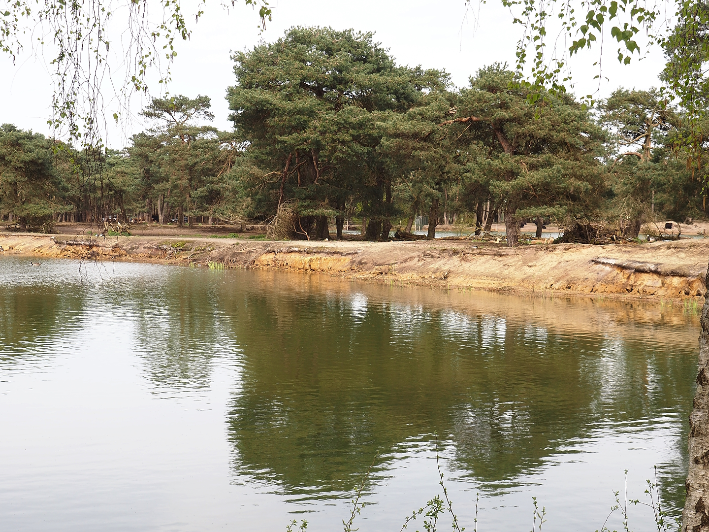 Blackbuck exhibit on a peninsula in the safari boat canal, 2024-04-06