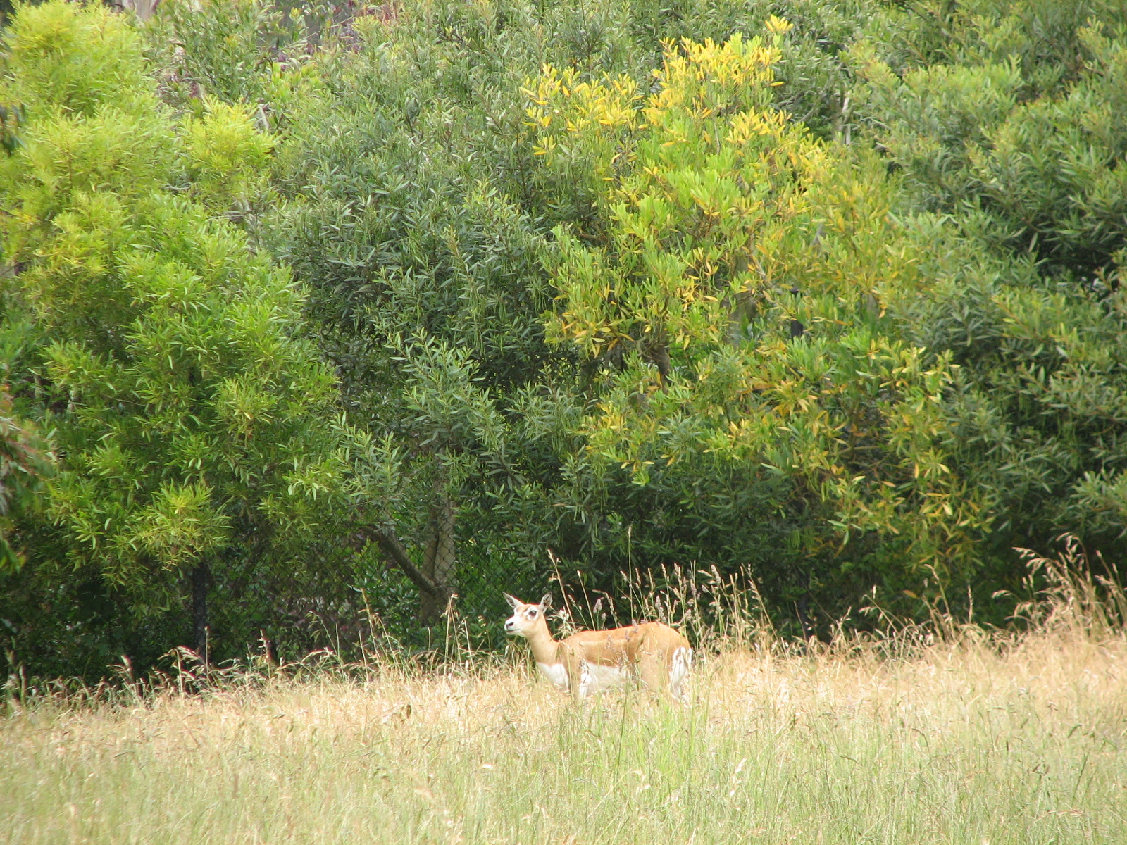 Blackbuck Exhibit