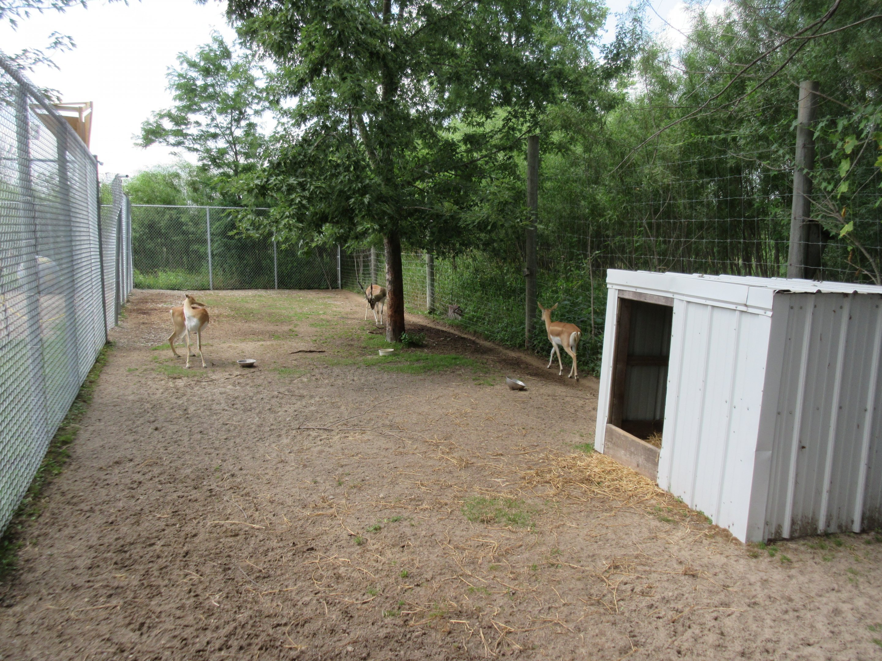 Blackbuck Exhibit