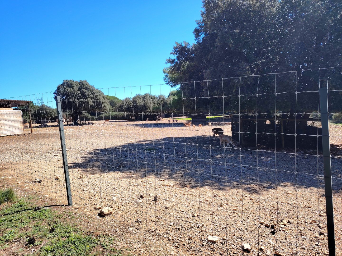 Blackbuck & Fallow Deer Exhibit