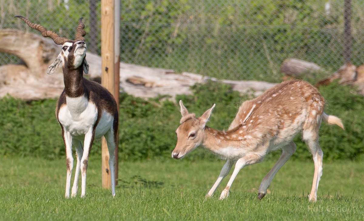 Blackbuck; fallow deer : Whipsnade : 05 Jun 2016