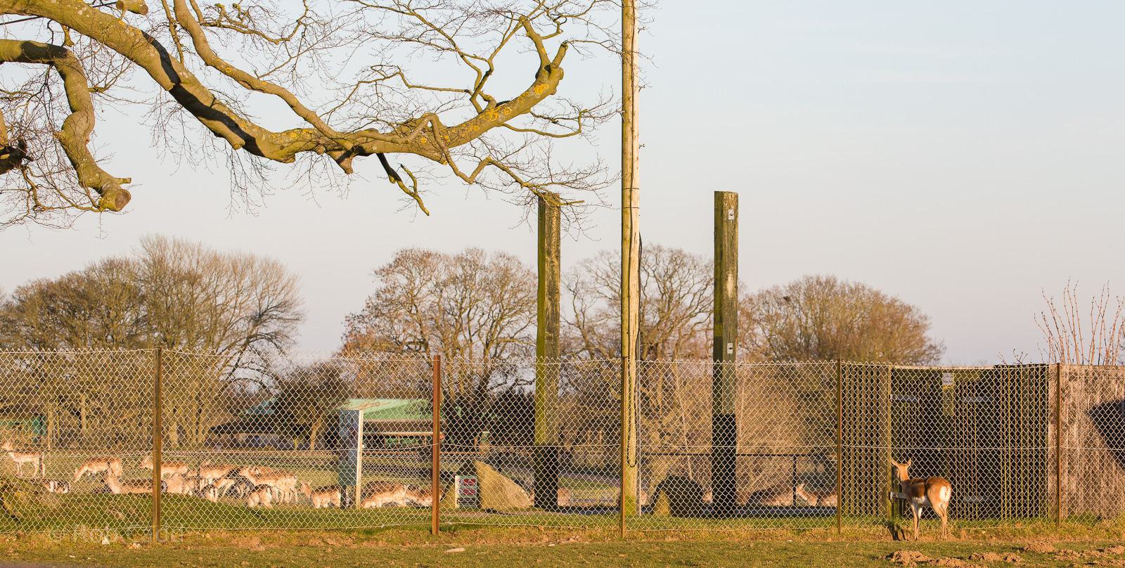 Blackbuck; fallow deer : Whipsnade : 14 Mar 2016