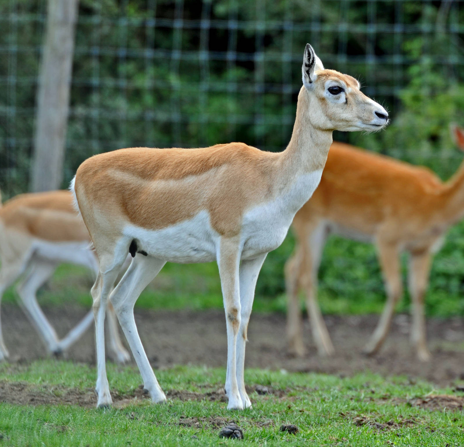Blackbuck Female