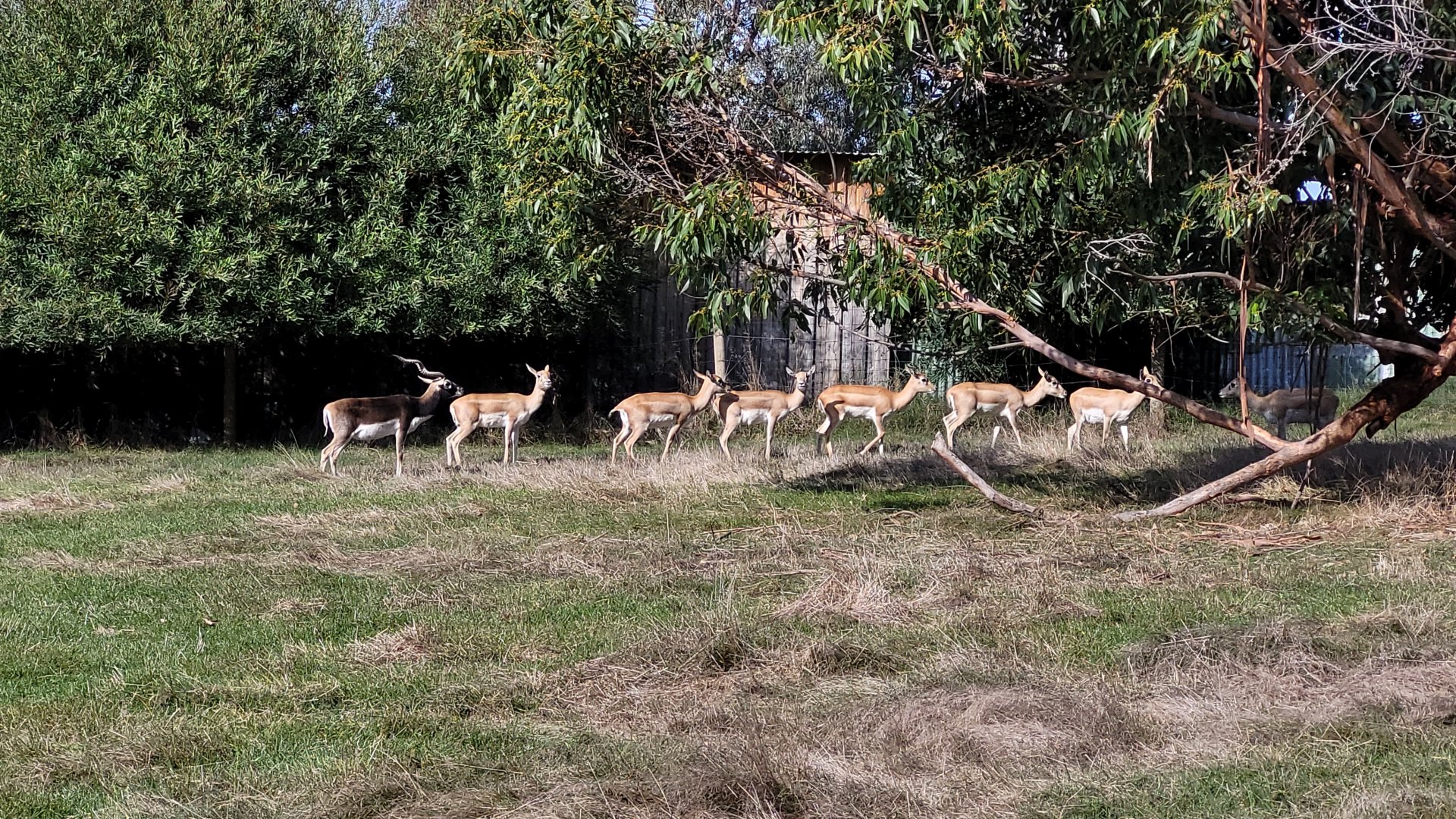 Blackbuck group