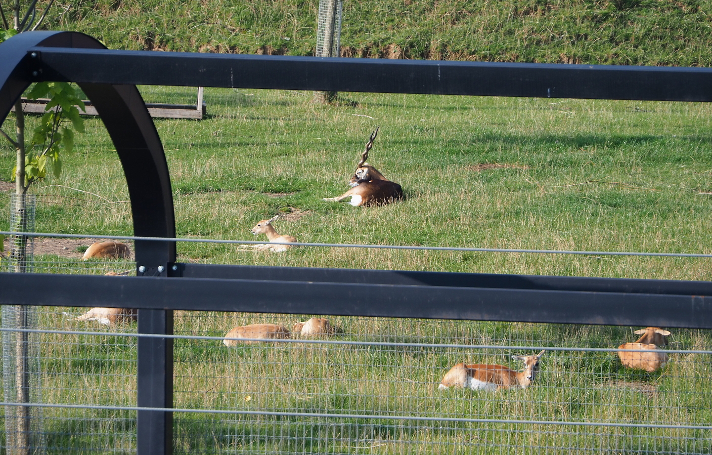Blackbuck herd (Antilope cervicapra), 2021-09-02