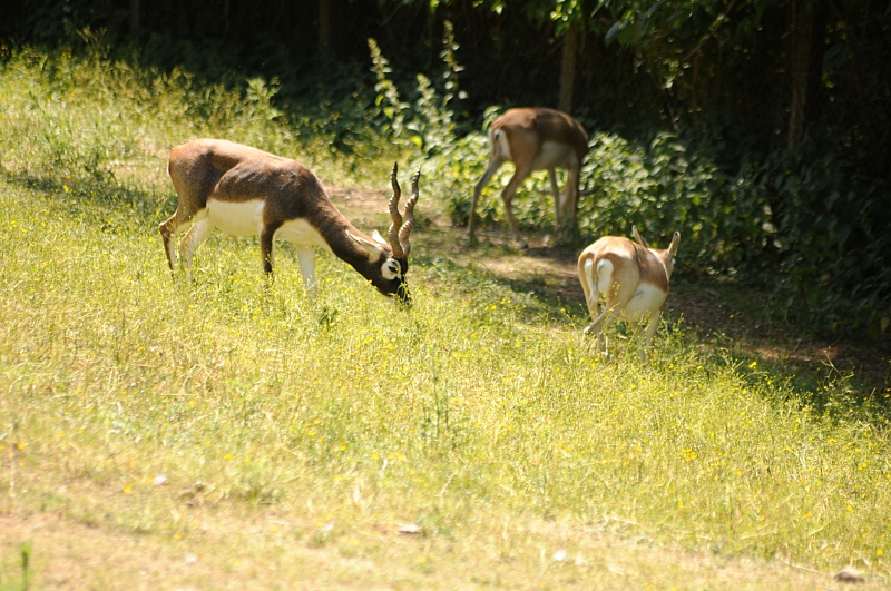Blackbuck herd at Neuwied