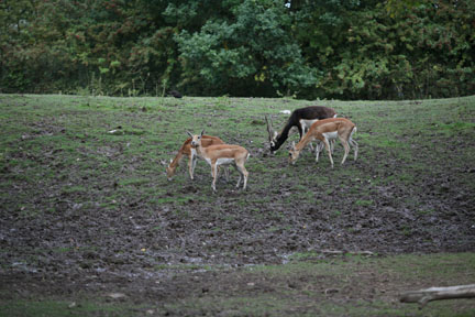blackbuck herd