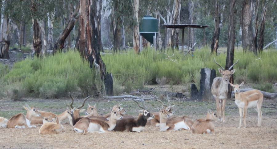 Blackbuck Herd