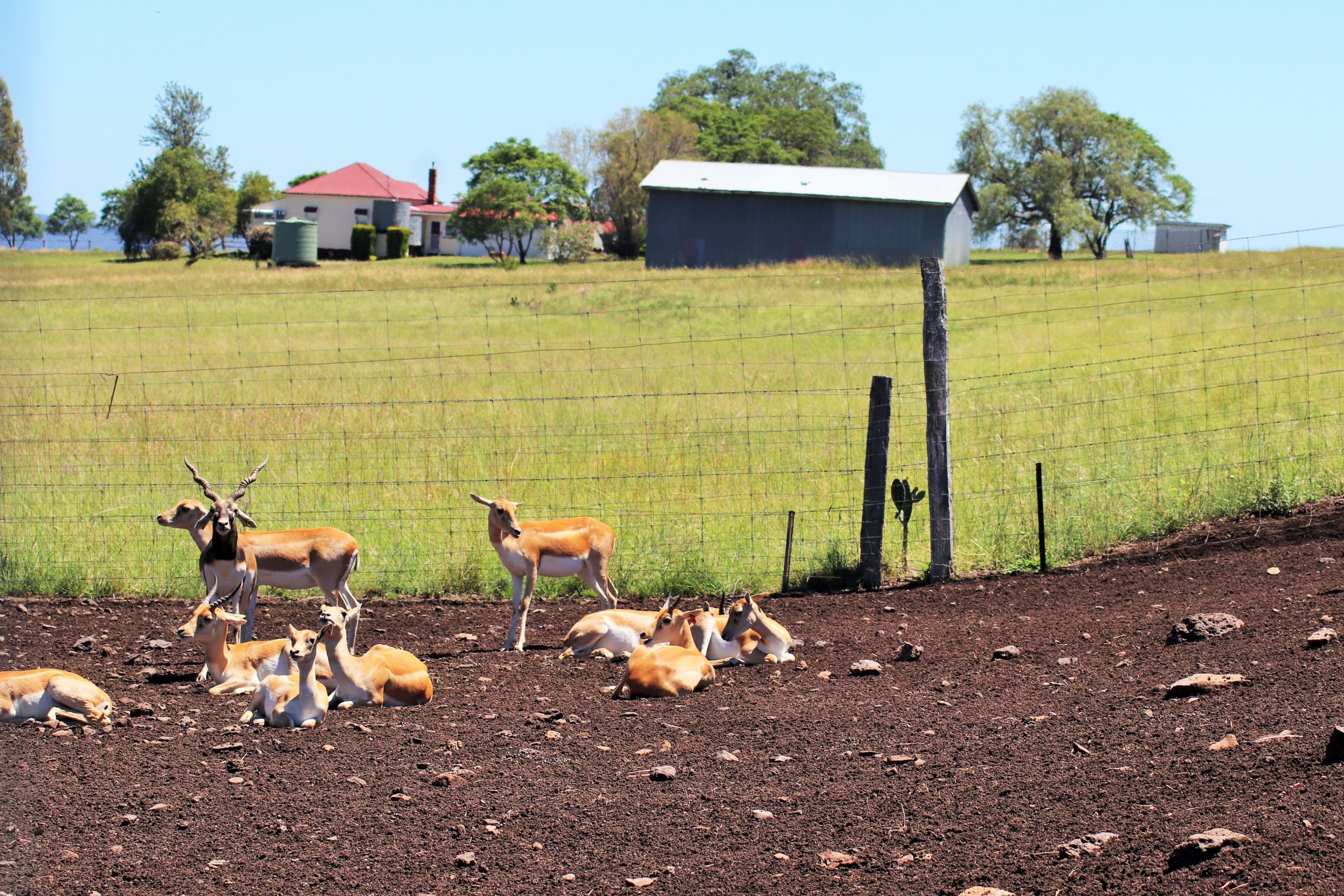 Blackbuck Herd
