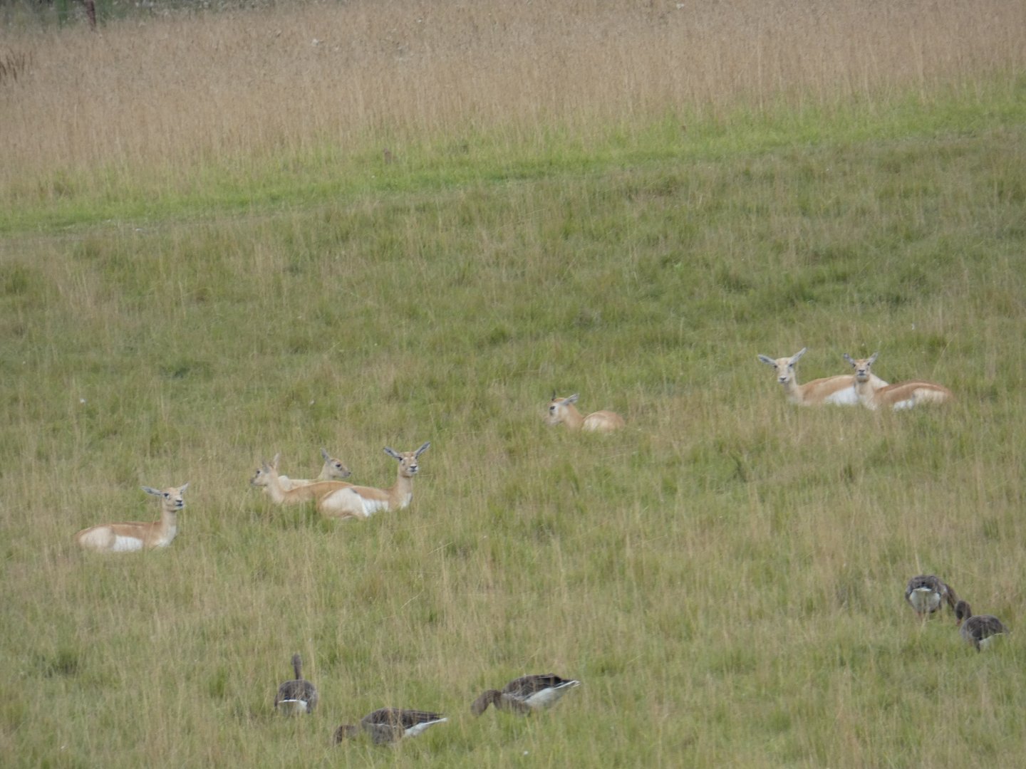 Blackbuck herd