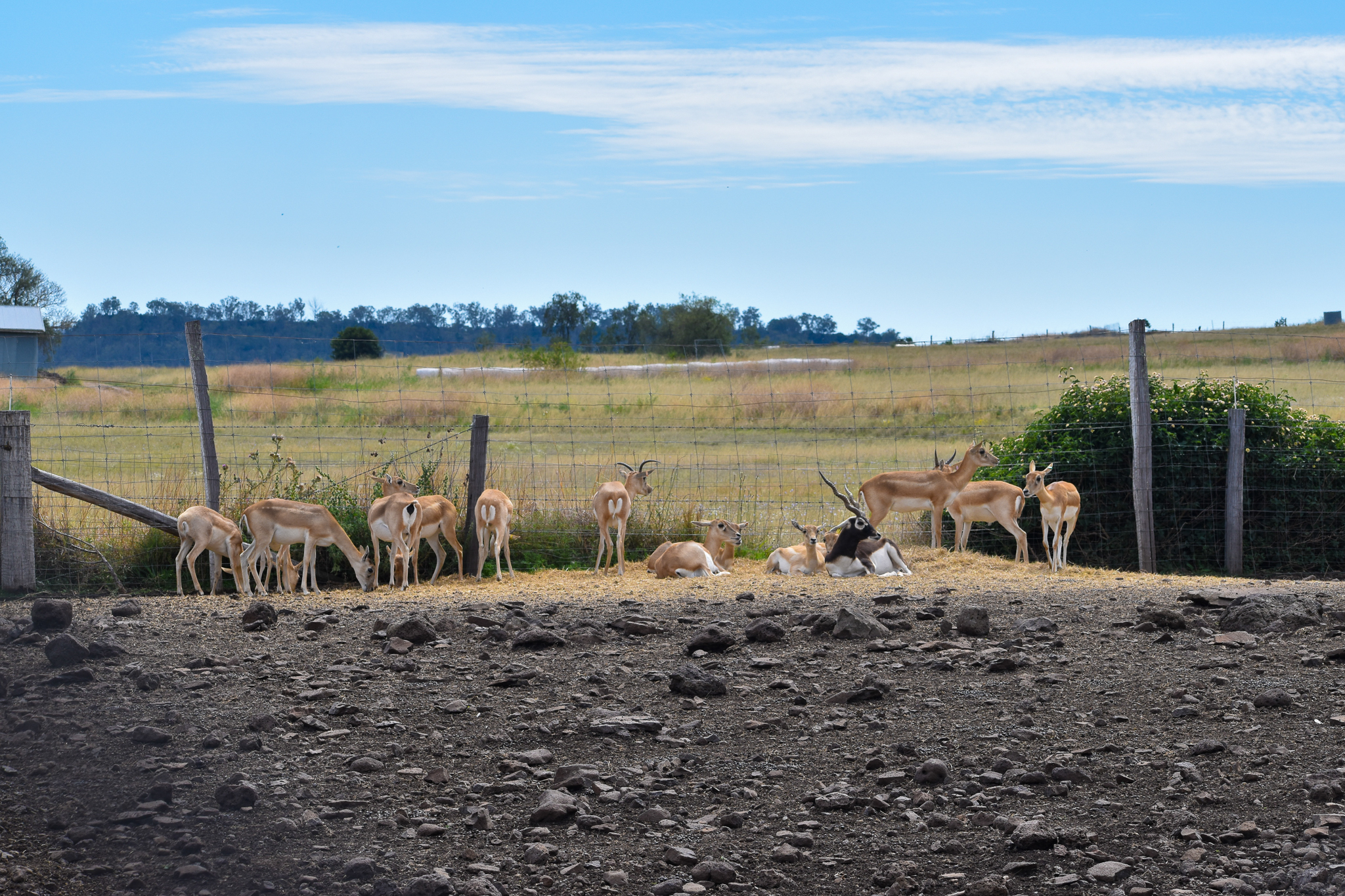 Blackbuck Herd