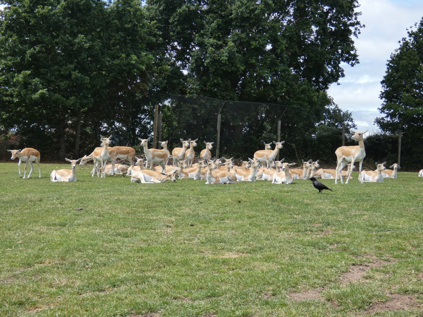 Blackbuck herd