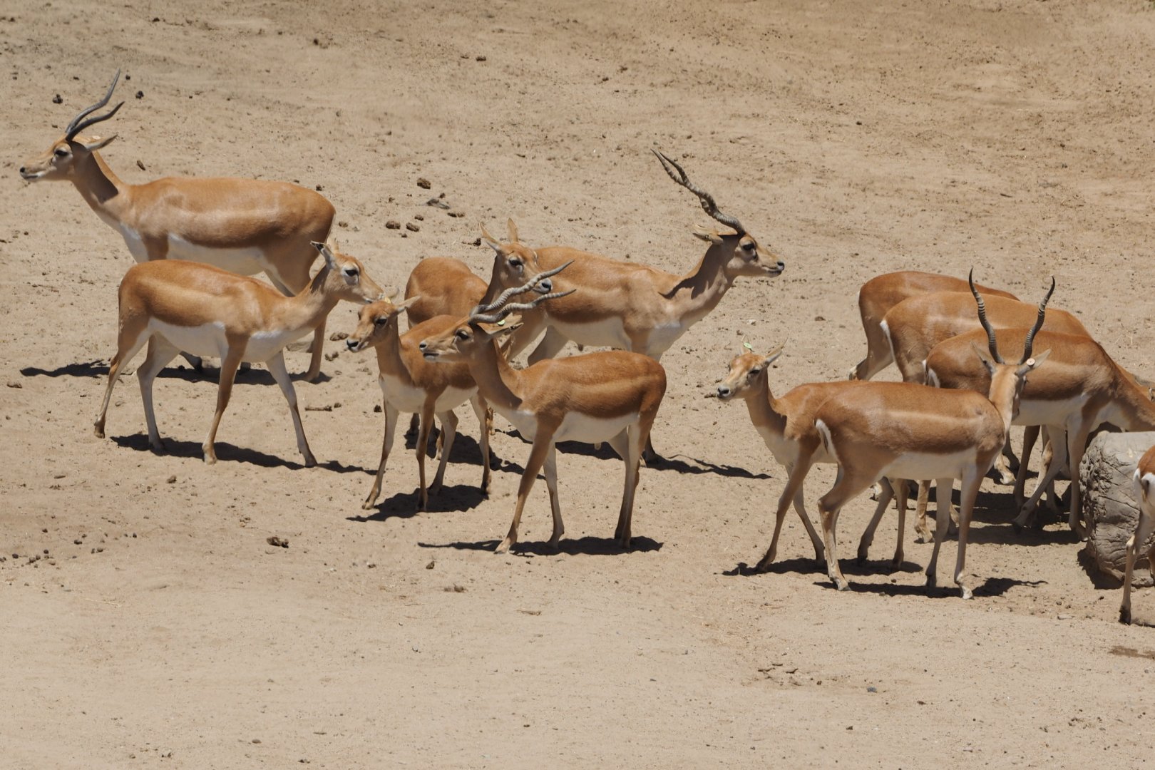 Blackbuck herd