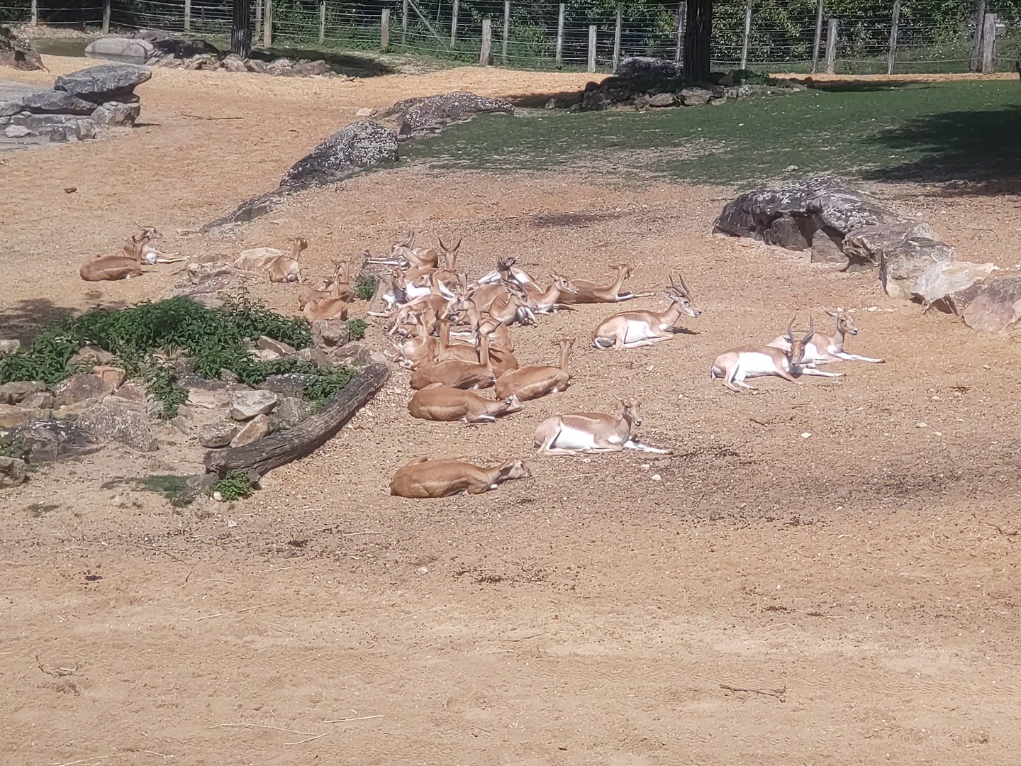 Blackbuck herd