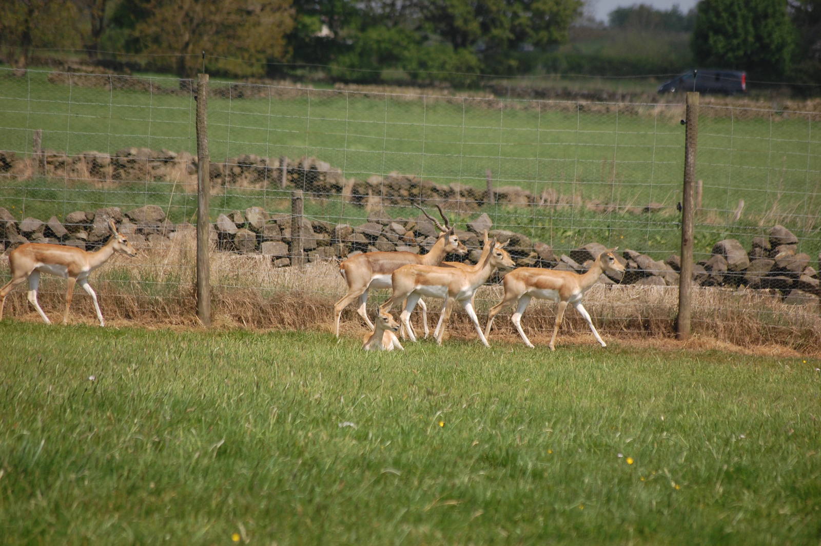 Blackbuck Herd