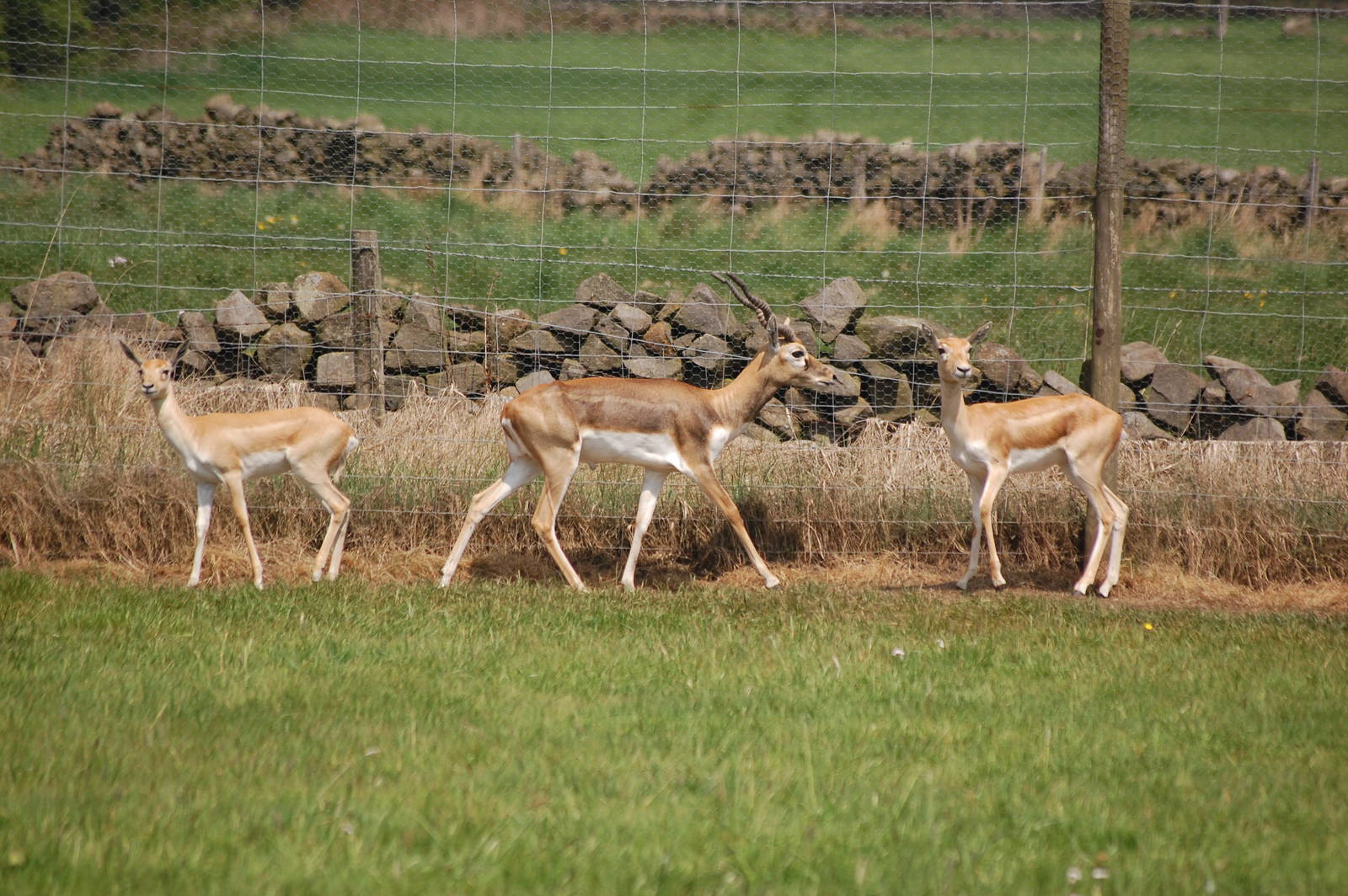 Blackbuck Herd