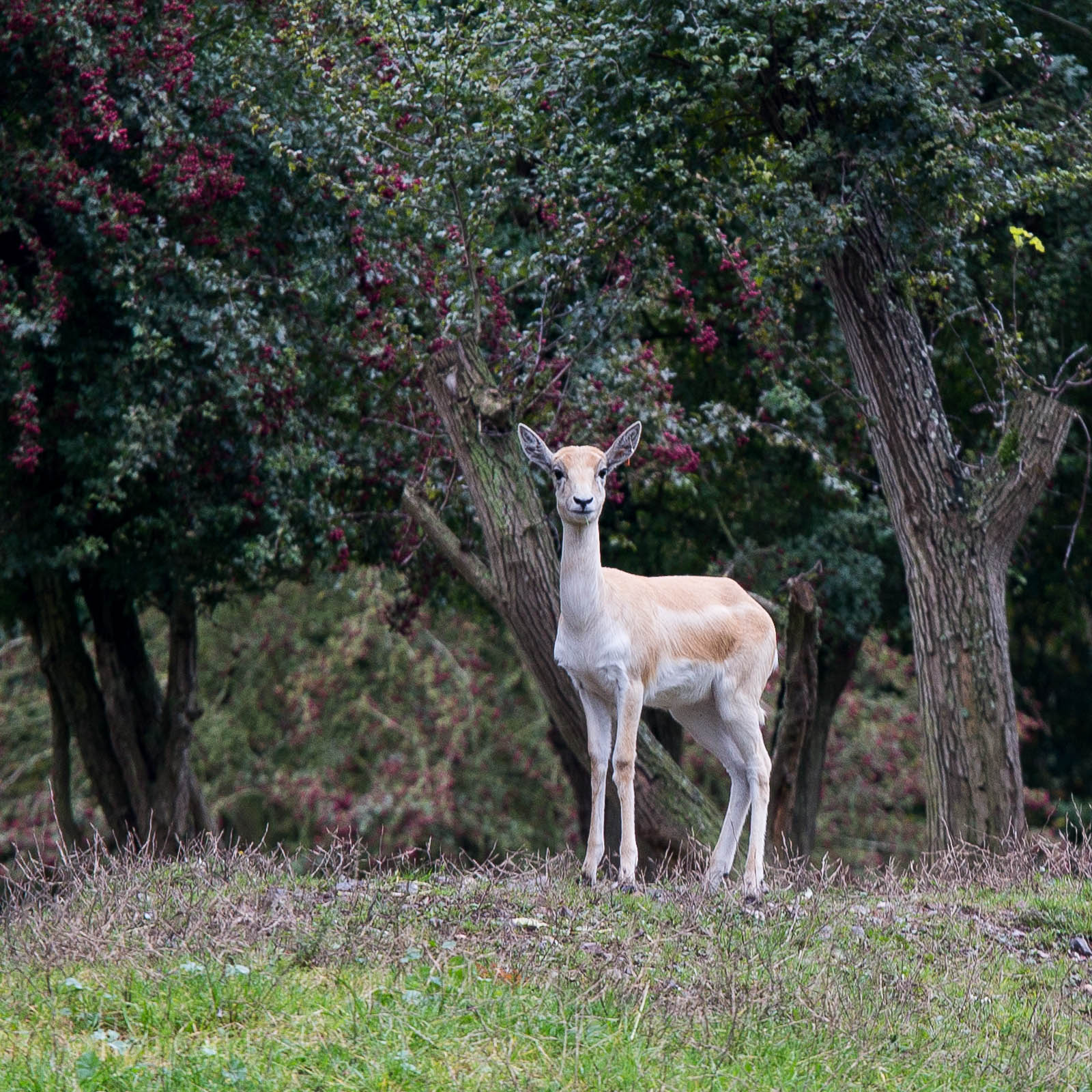 Blackbuck : Howletts : 14 Oct 2014