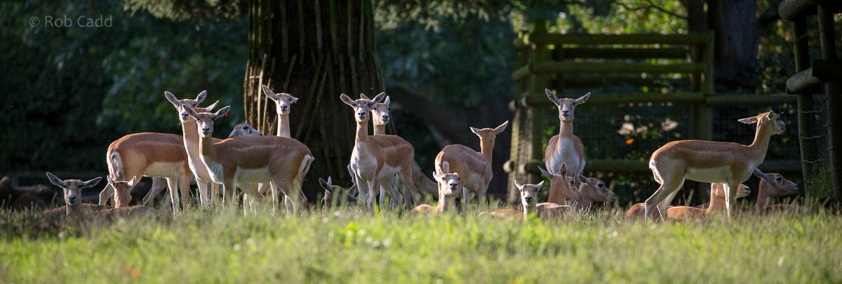 Blackbuck : Howletts : 28 Aug 2015
