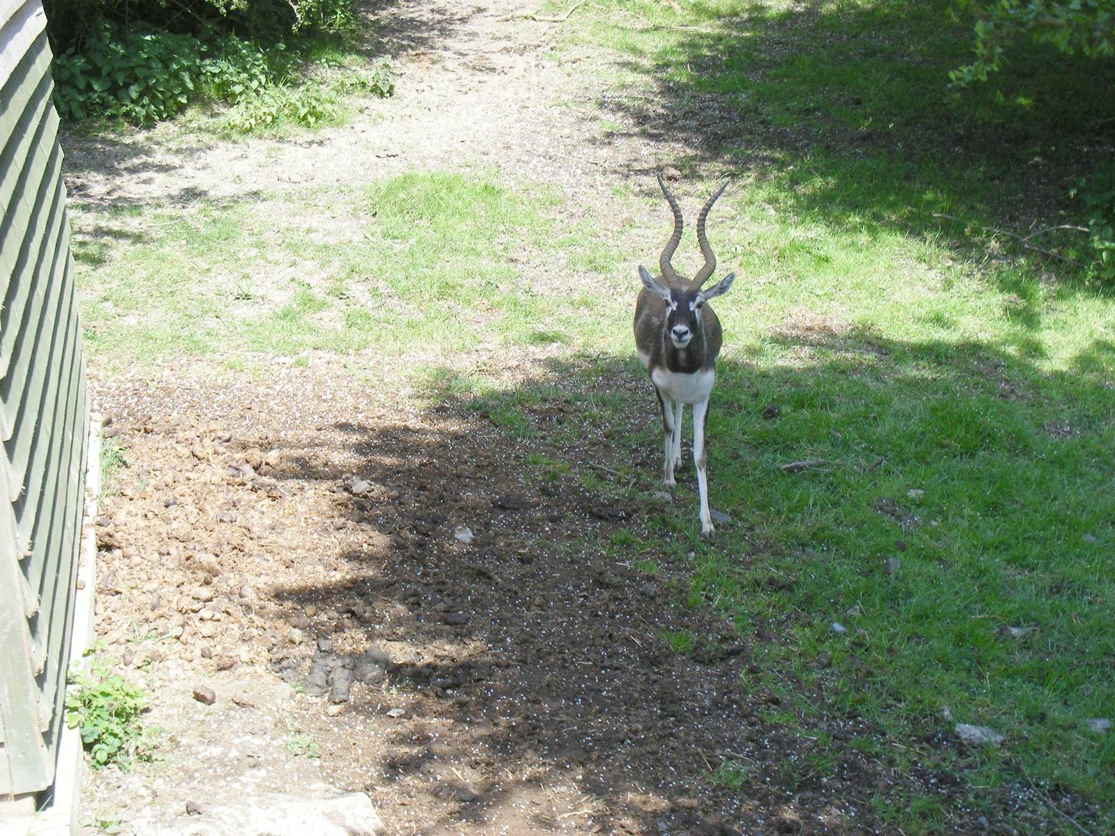 Blackbuck in the African reserve at Port Lympne Wild Animal Park, 16 May 20