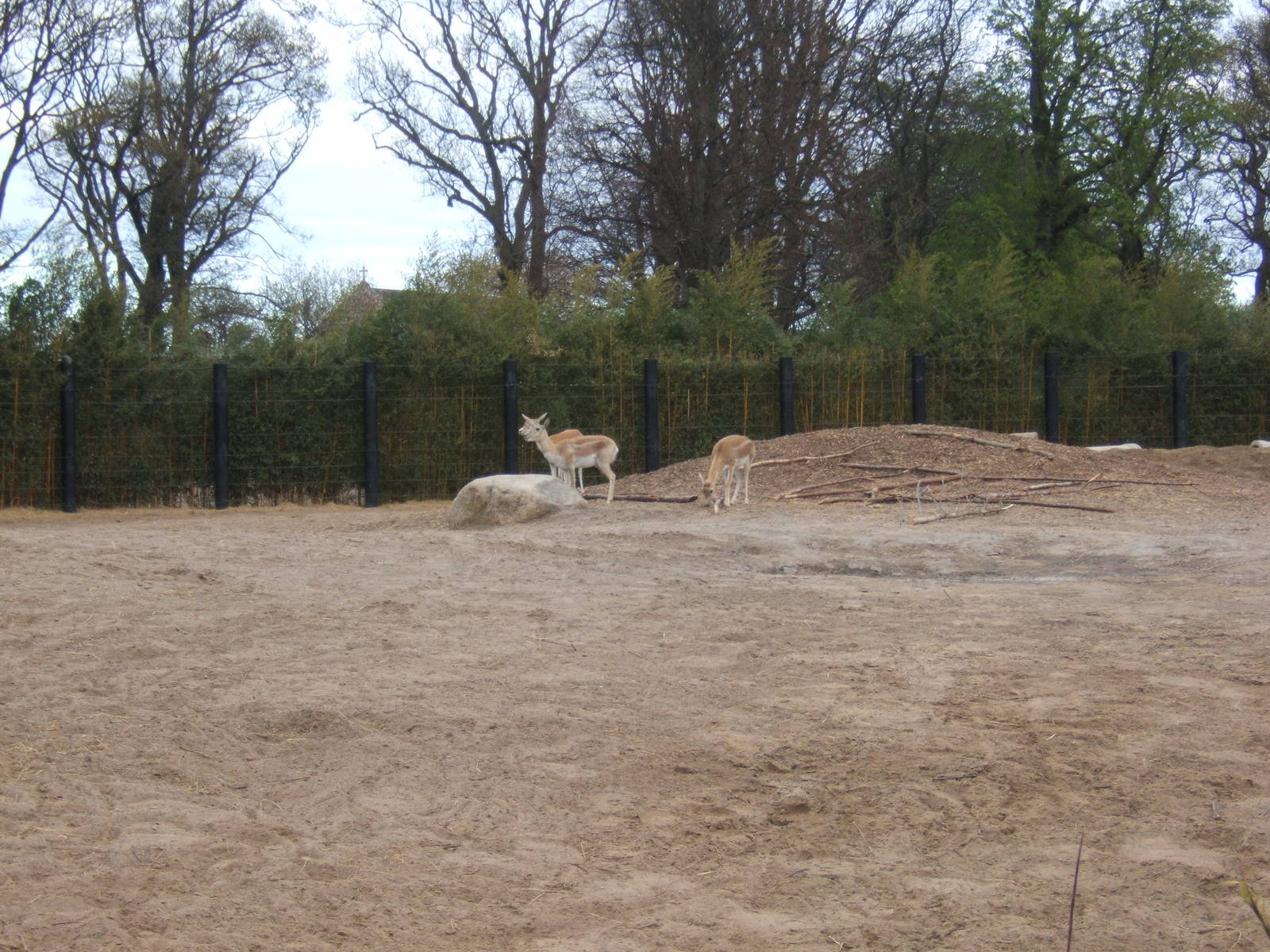 Blackbuck in the elephant paddock