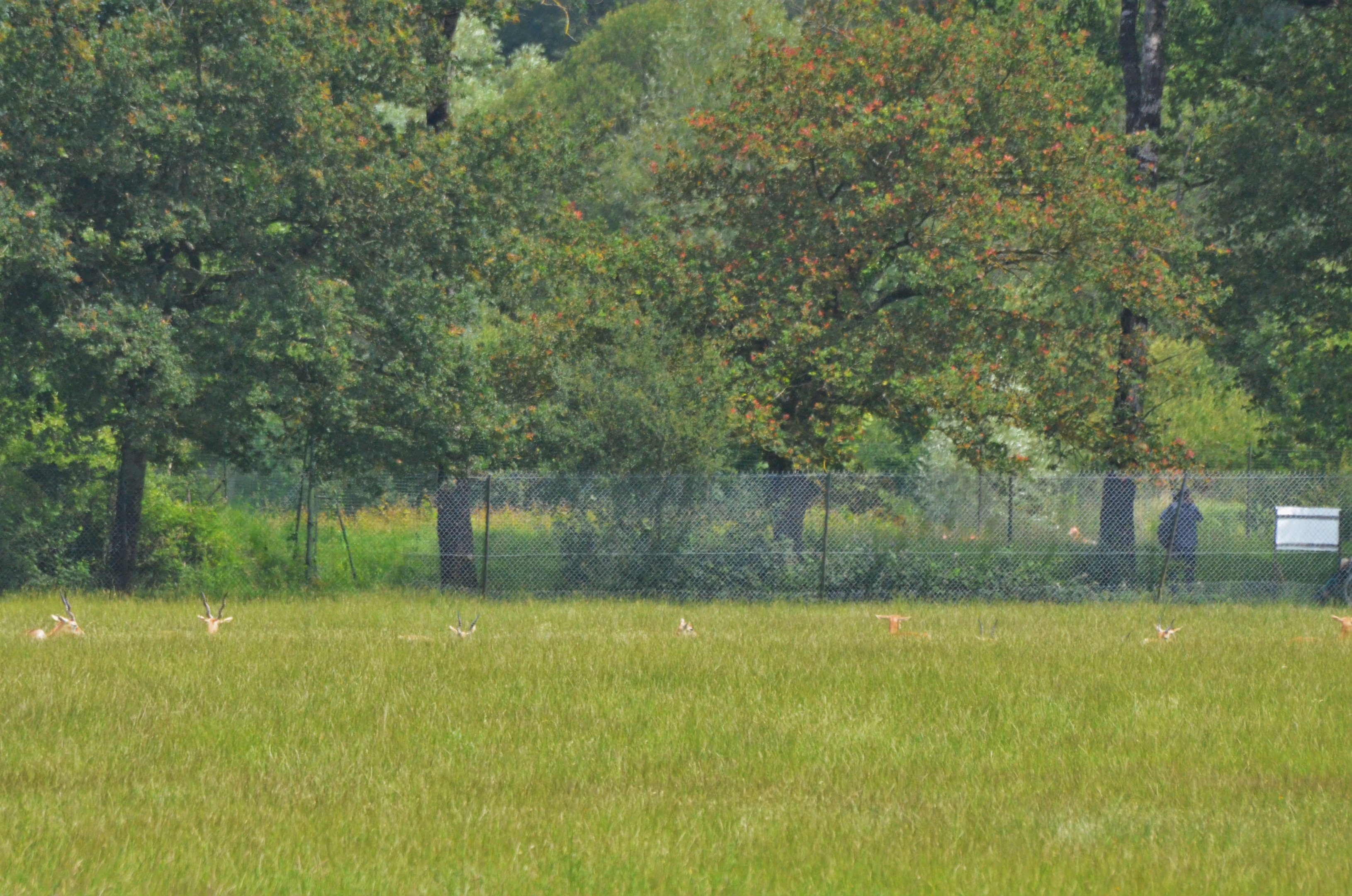 Blackbuck in the Grass at Haute-Touche, 14/06/18