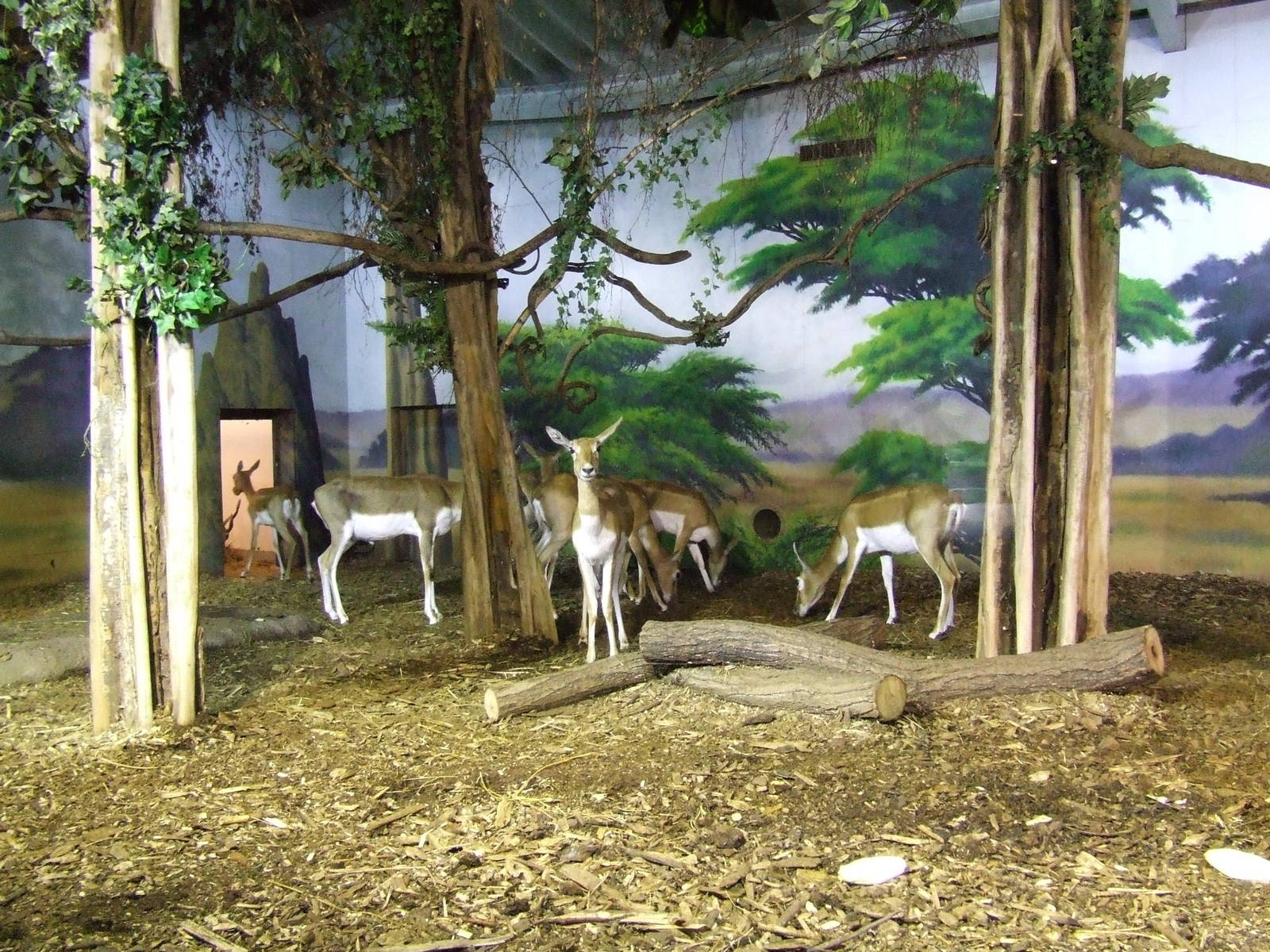 Blackbuck indoor exhibit