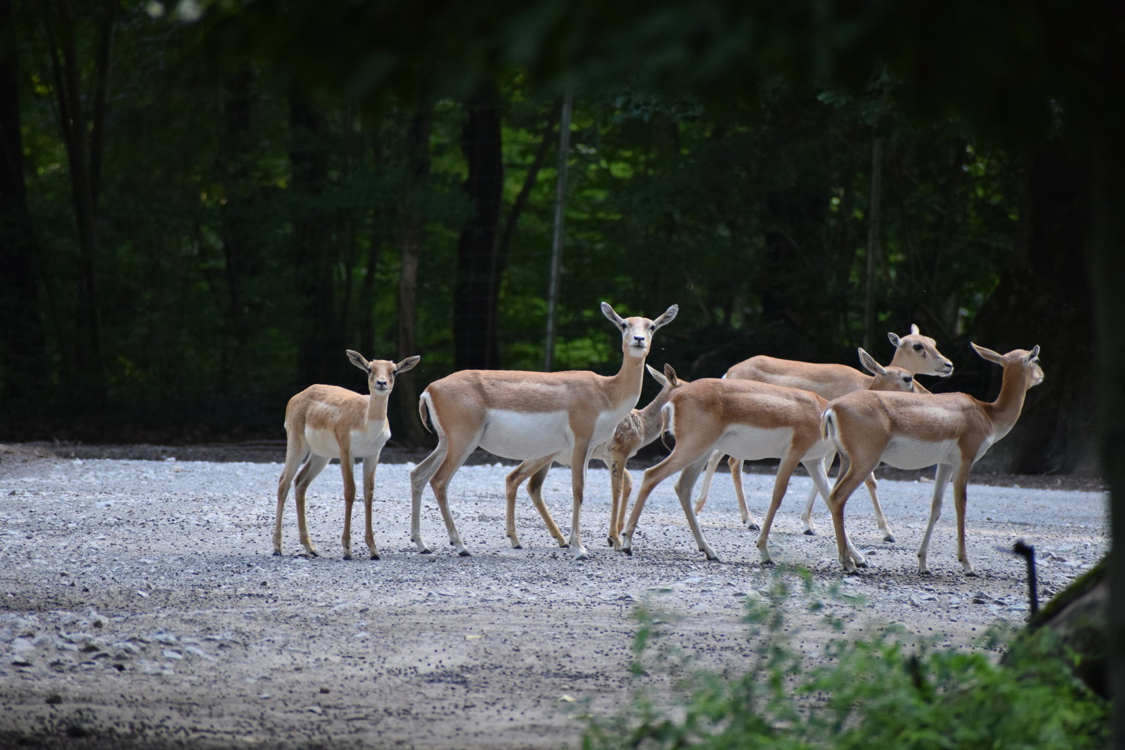 Blackbuck - July 2023
