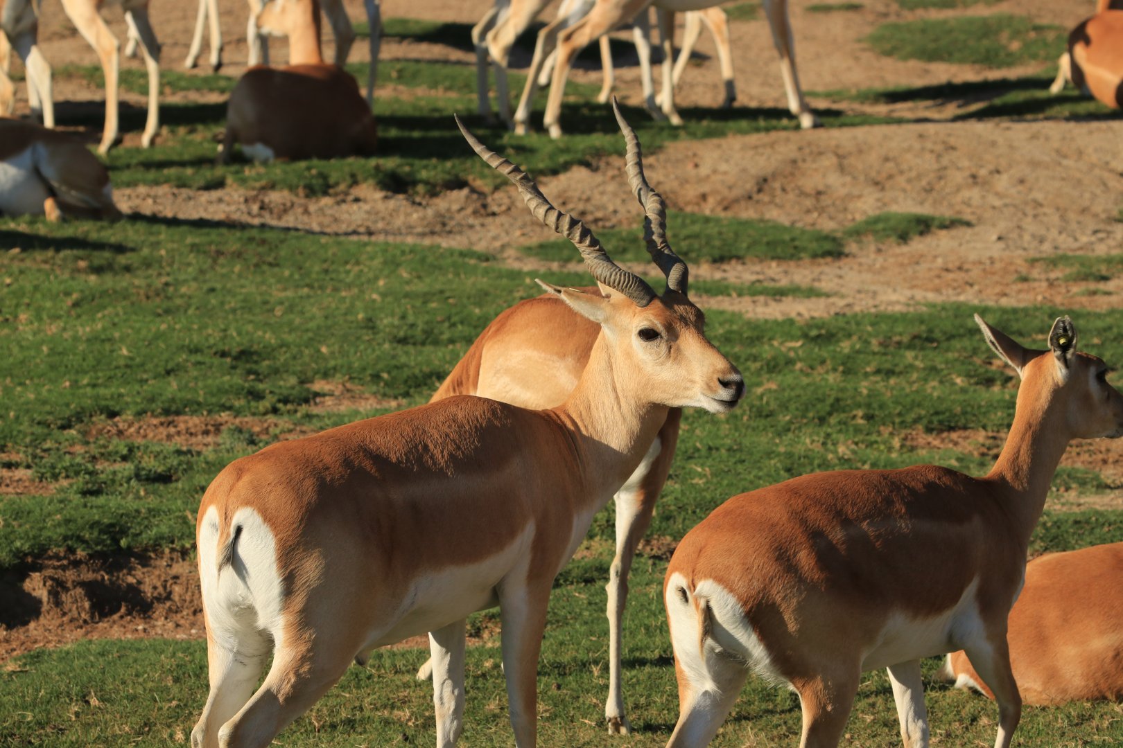 Blackbuck (June 2019)