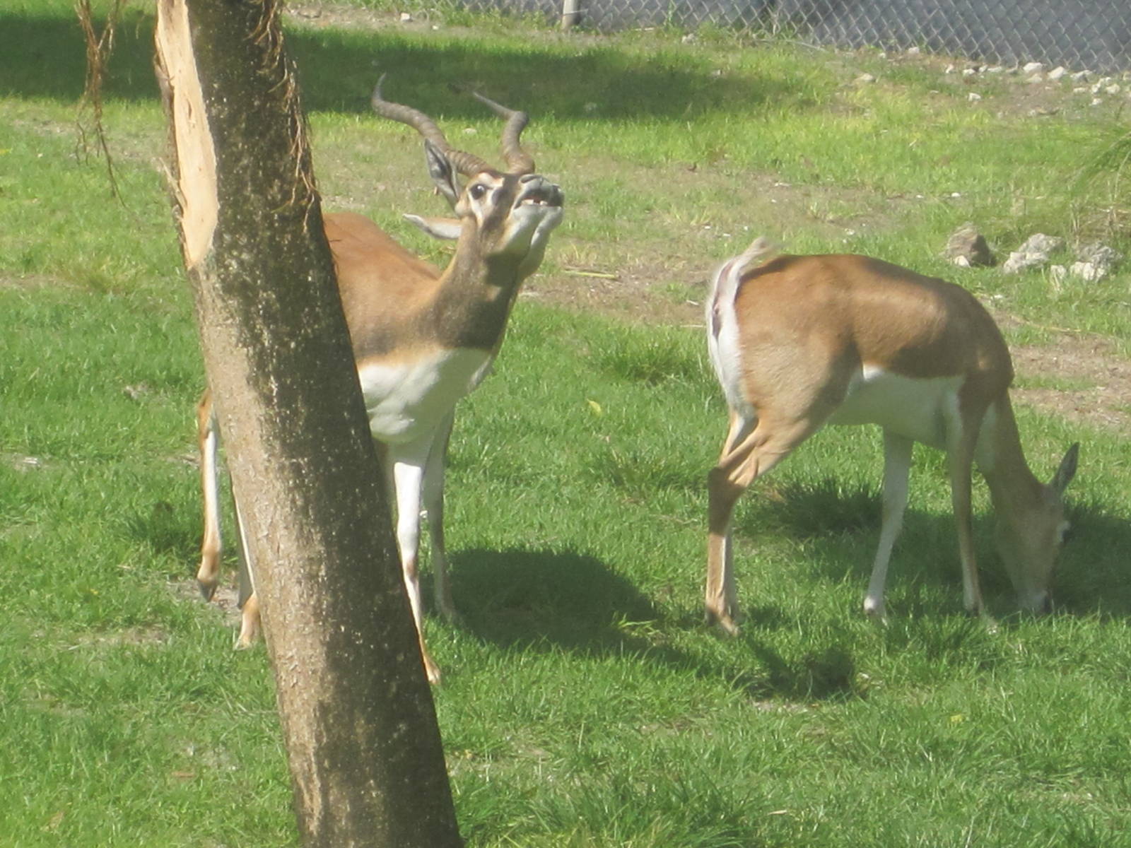 Blackbuck Making a Face