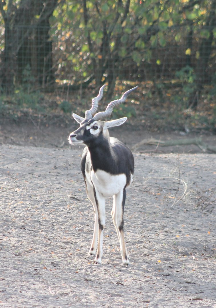Blackbuck - male