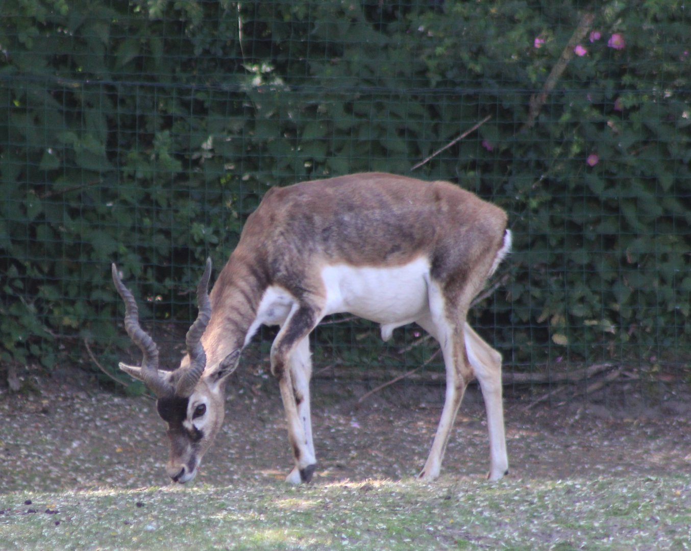 Blackbuck - male