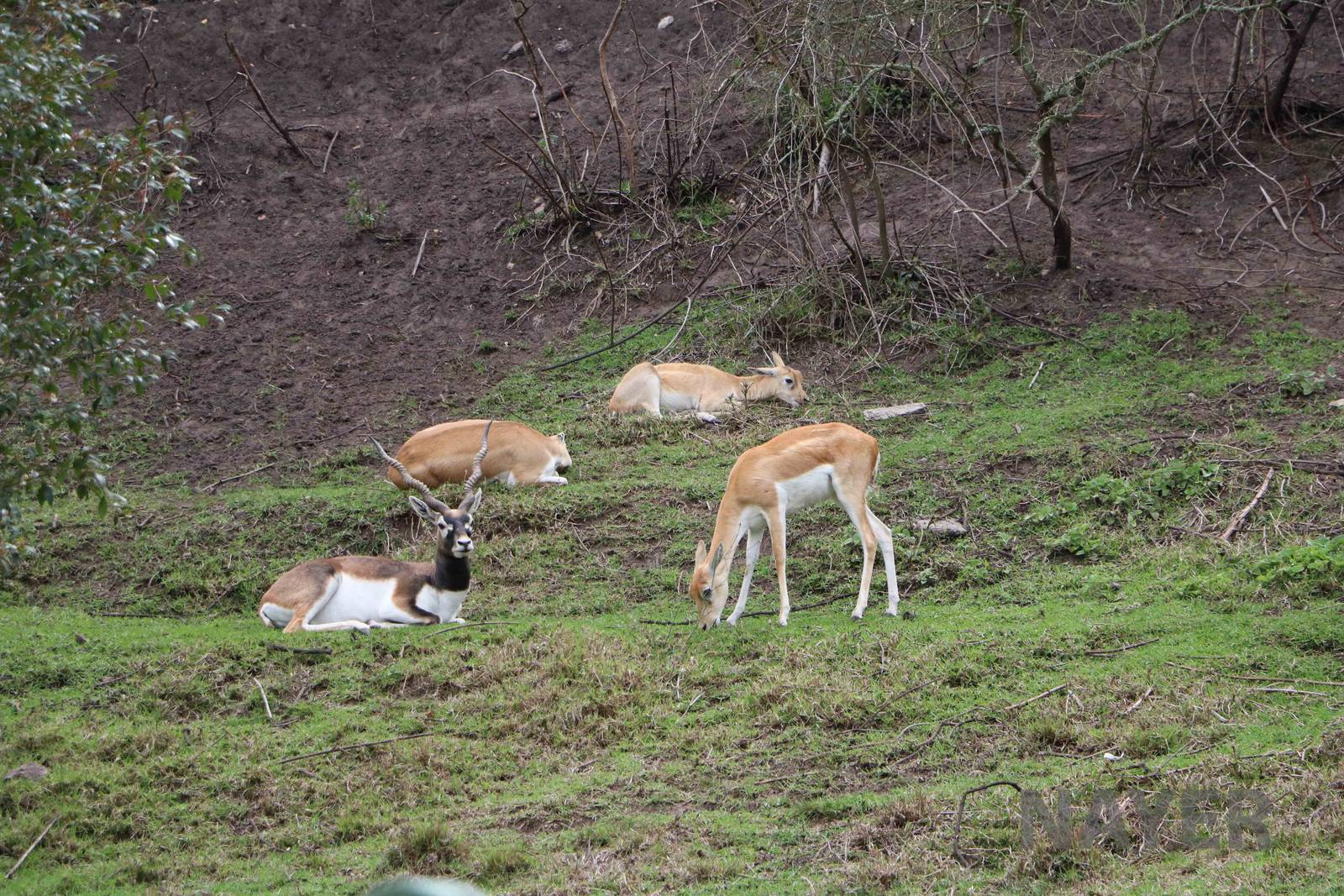 Blackbuck, March 2016