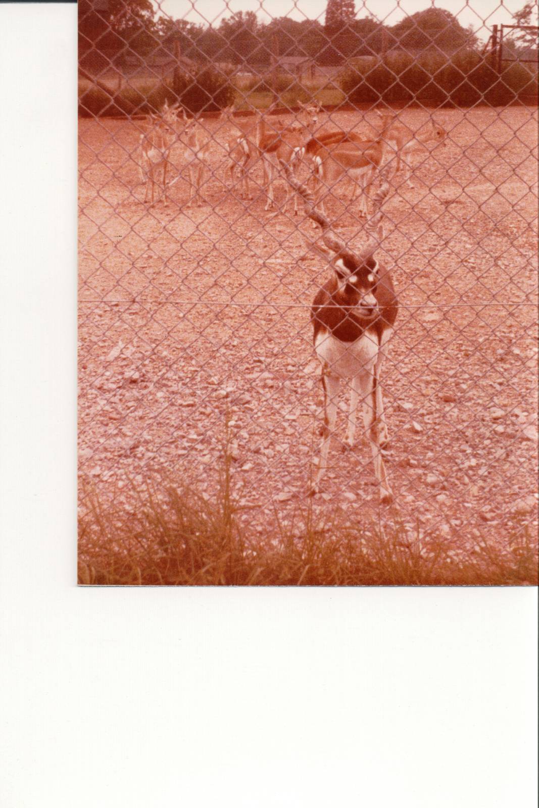 Blackbuck - Marwell 1970s/80s