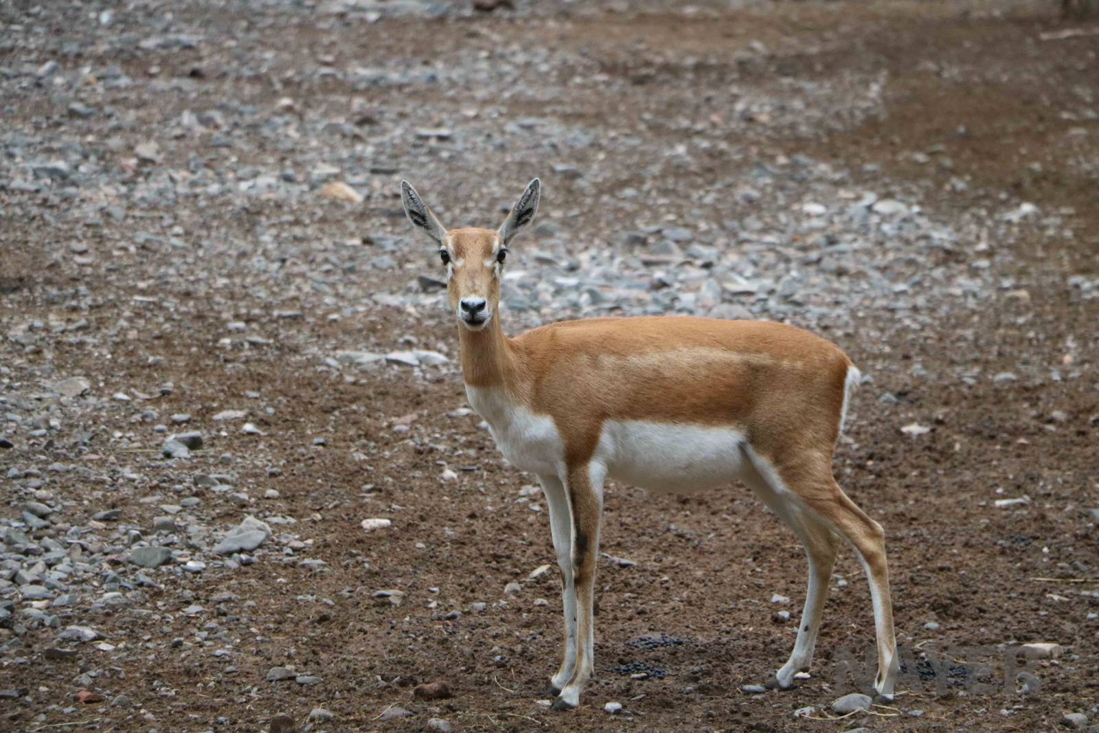 Blackbuck - Mendoza Zoo, April 2016