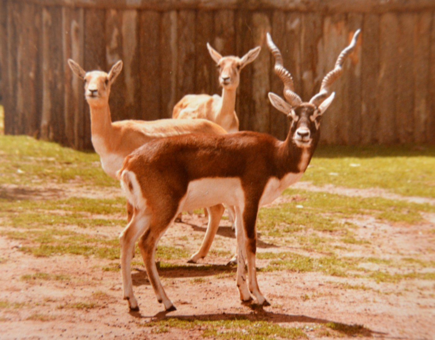 Blackbuck  Mugga Lane zoo