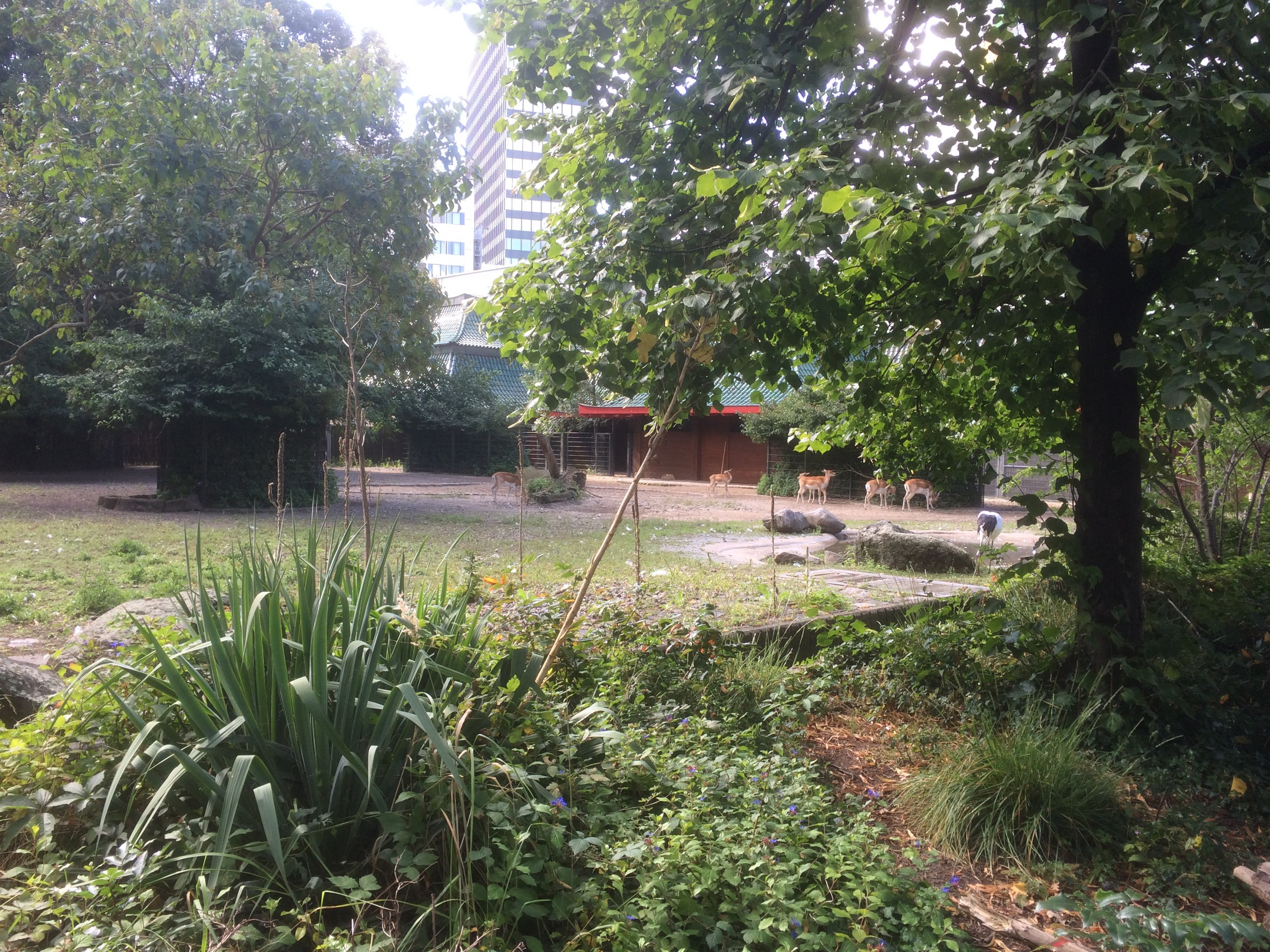 Blackbuck/nilgai enclosure