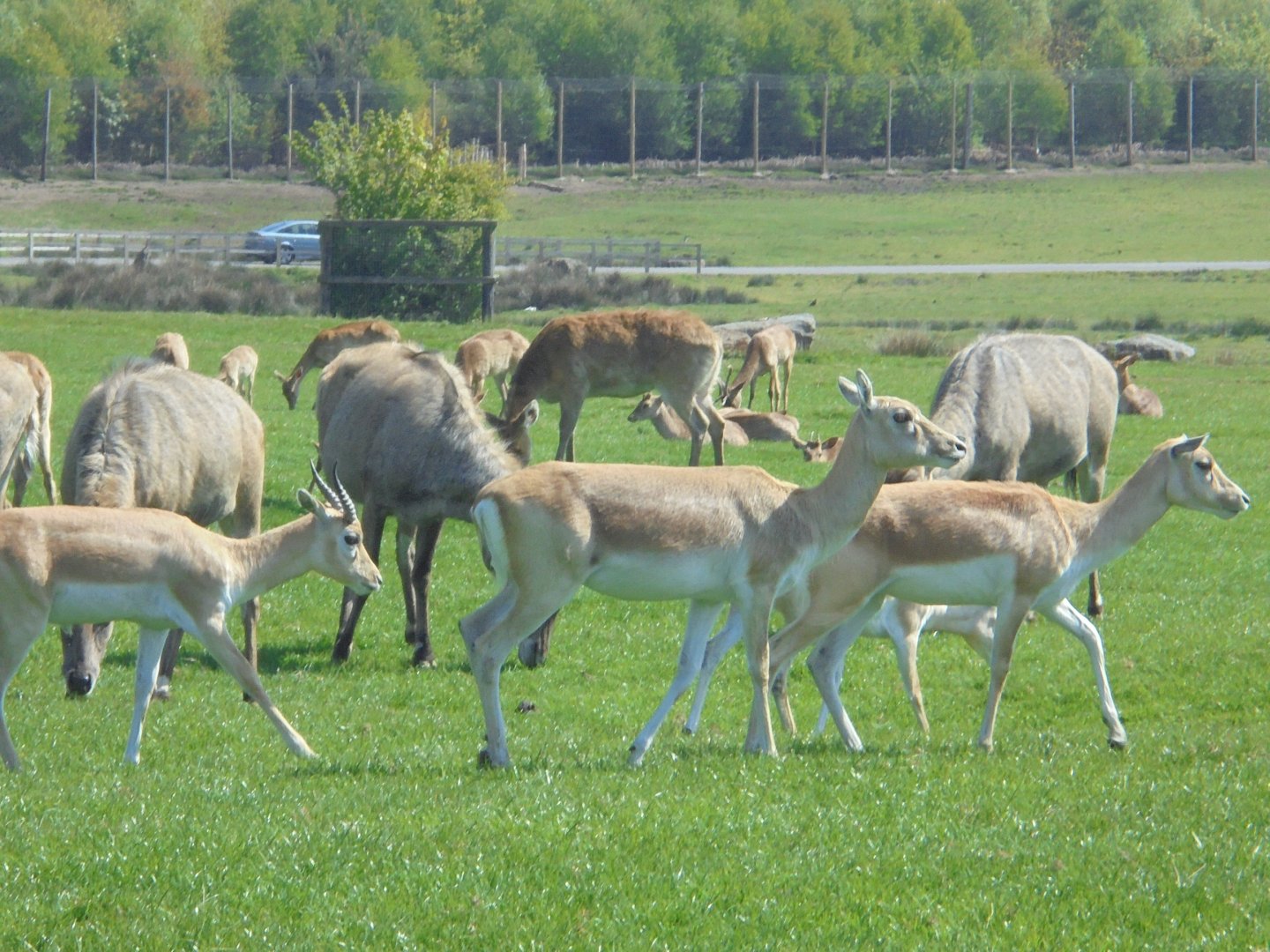 Blackbuck, Nilgai etc.