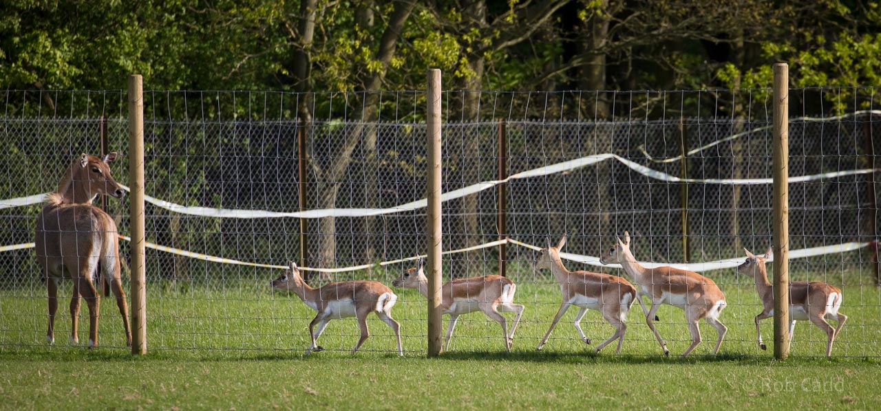 Blackbuck, nilgai : Whipsnade : 17 May 2015