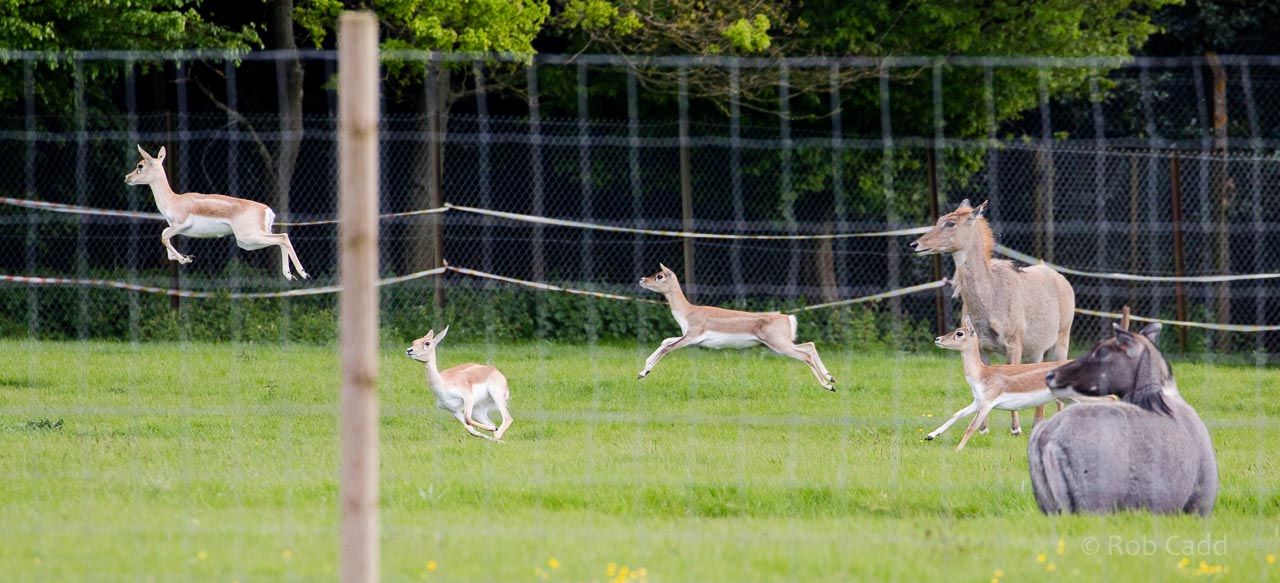 Blackbuck, nilgai : Whipsnade : 17 May 2015
