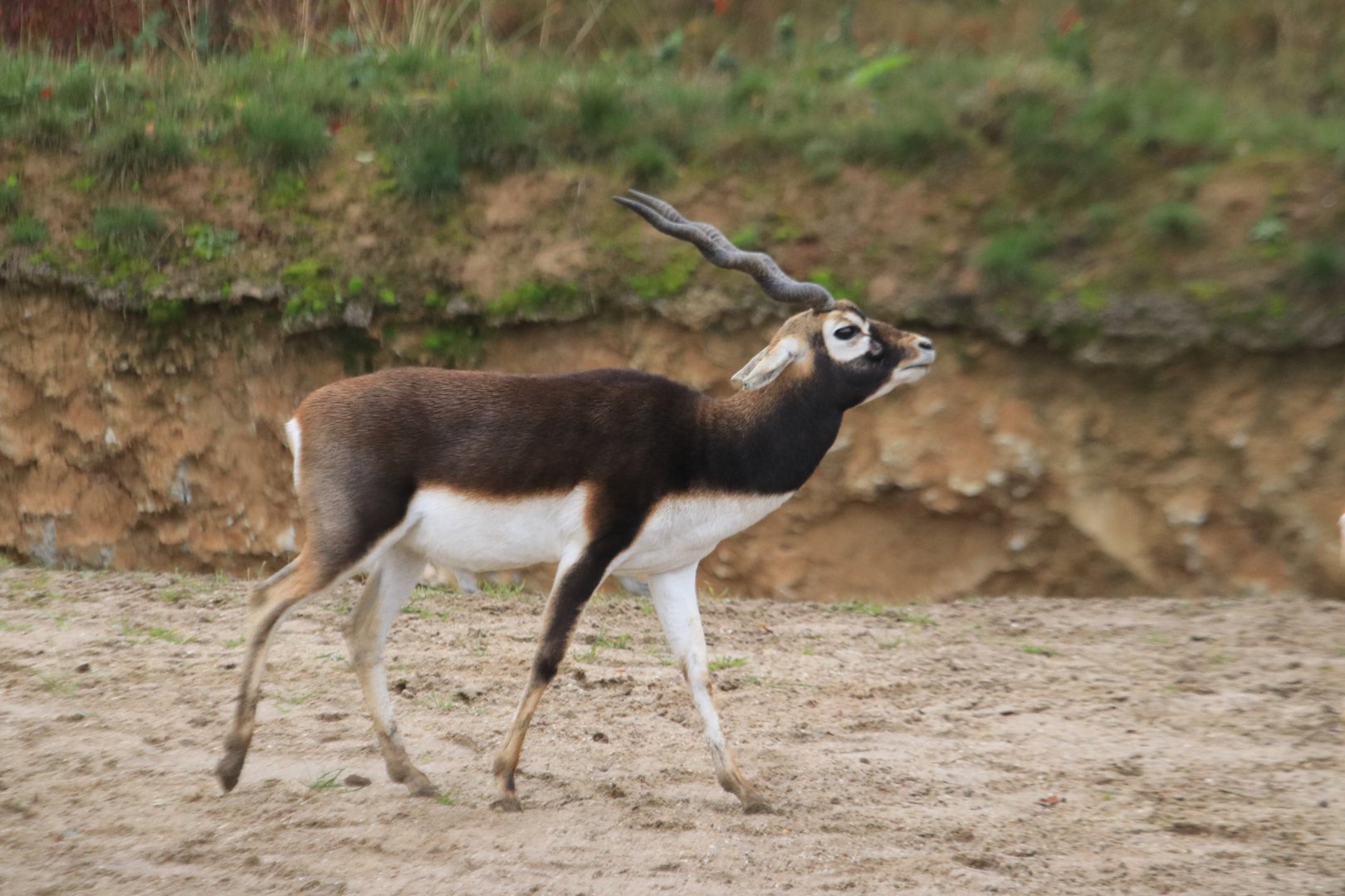 Blackbuck (November 2019)