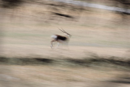 blackbuck on the run