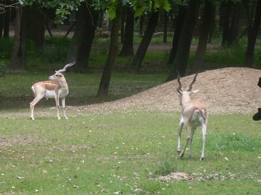 Blackbuck outdoor exhibit