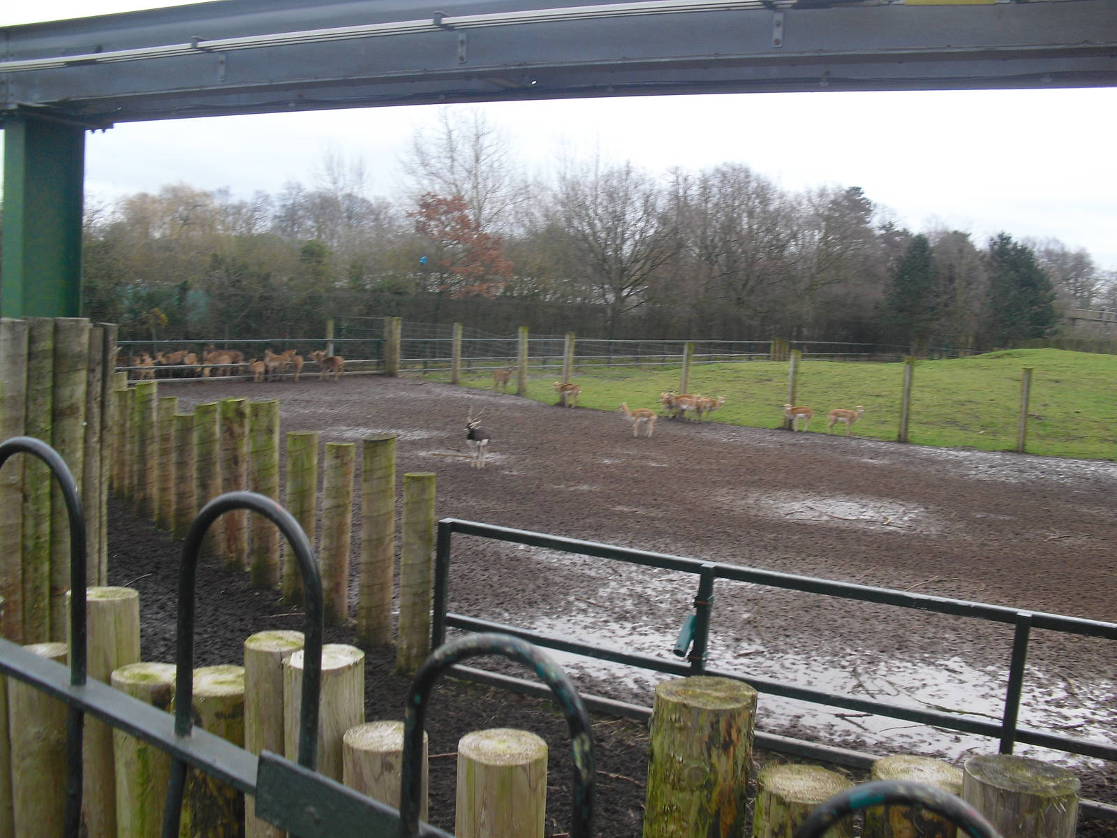 Blackbuck Paddock - 16/02/2011