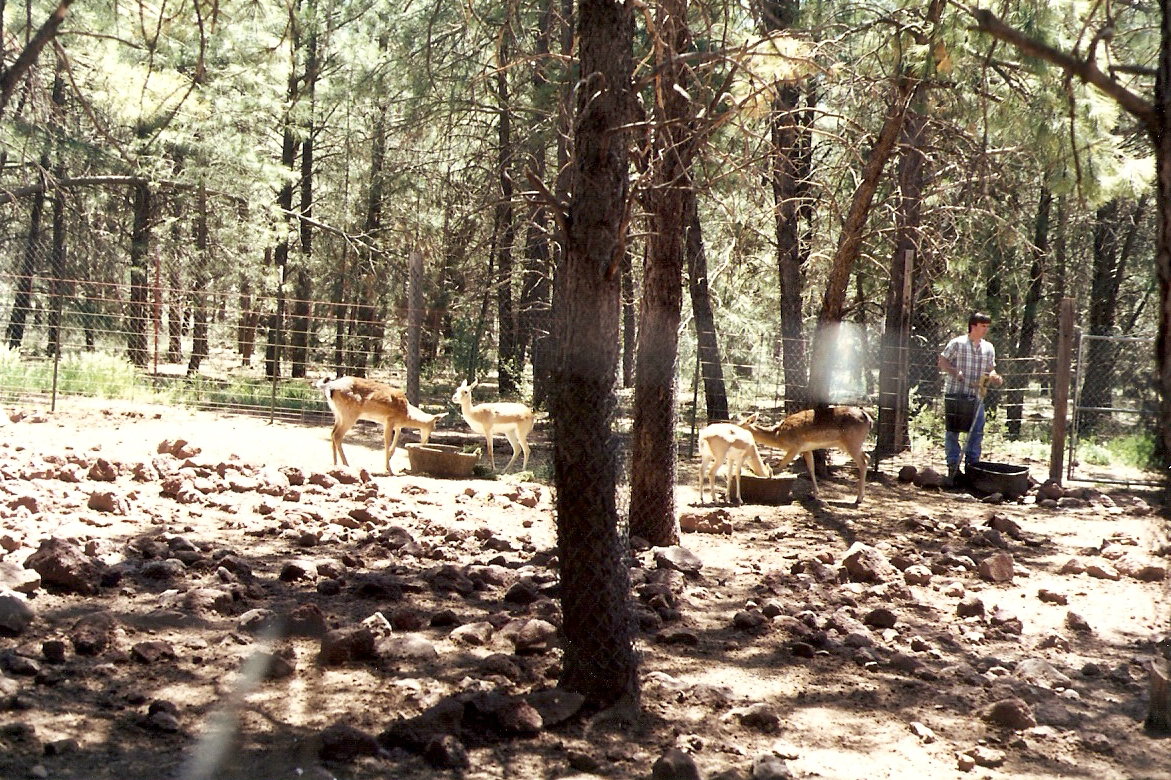 Blackbuck paddock - Grand Canyon Deer Farm 1998